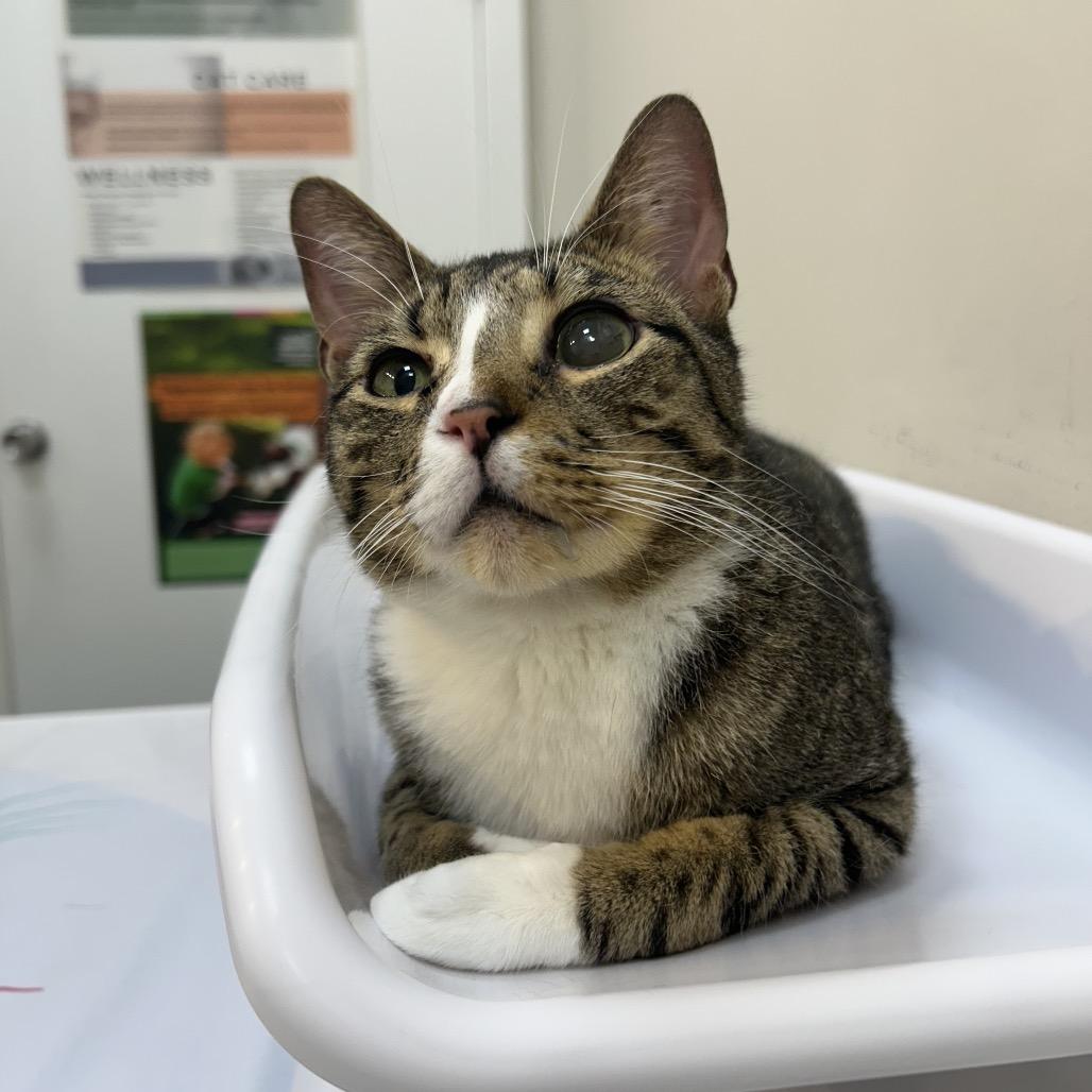 Enlarge Mike, a Adoptable Domestic Short Hair in Brooklyn, NY image 1/6