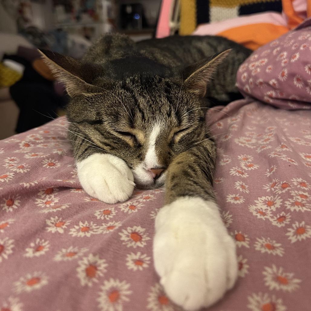 Enlarge Mike, a Adoptable Domestic Short Hair in Brooklyn, NY image 2/6