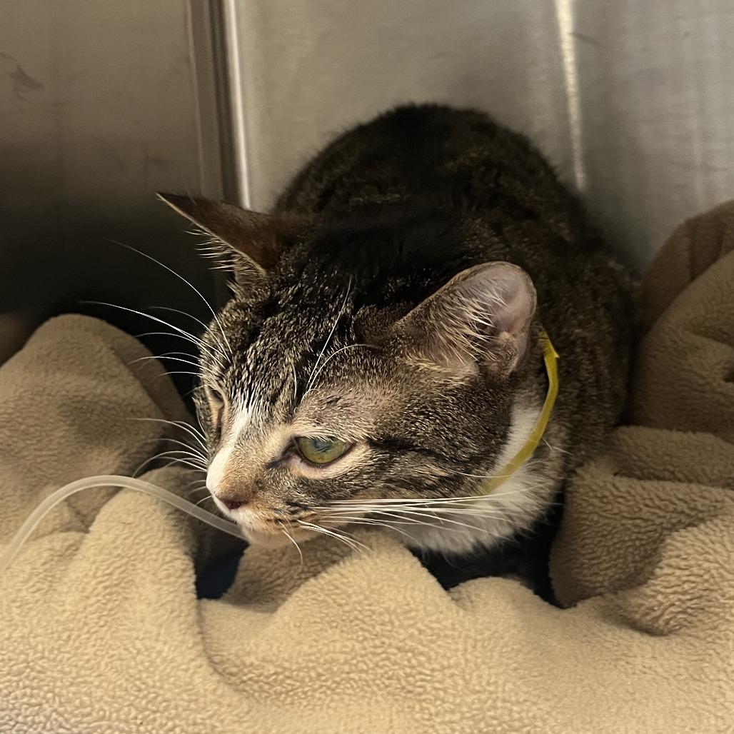 Mike, a Adoptable Domestic Short Hair in Brooklyn, NY image 1/3