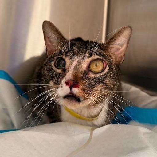 Mike, a Adoptable Domestic Short Hair in Brooklyn, NY image 2/3