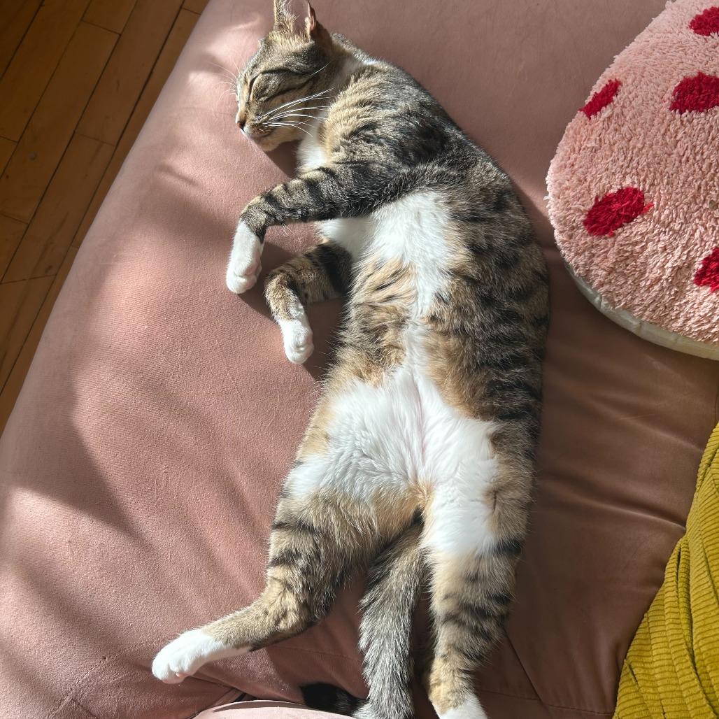 Enlarge Mike, a Adoptable Domestic Short Hair in Brooklyn, NY image 3/6