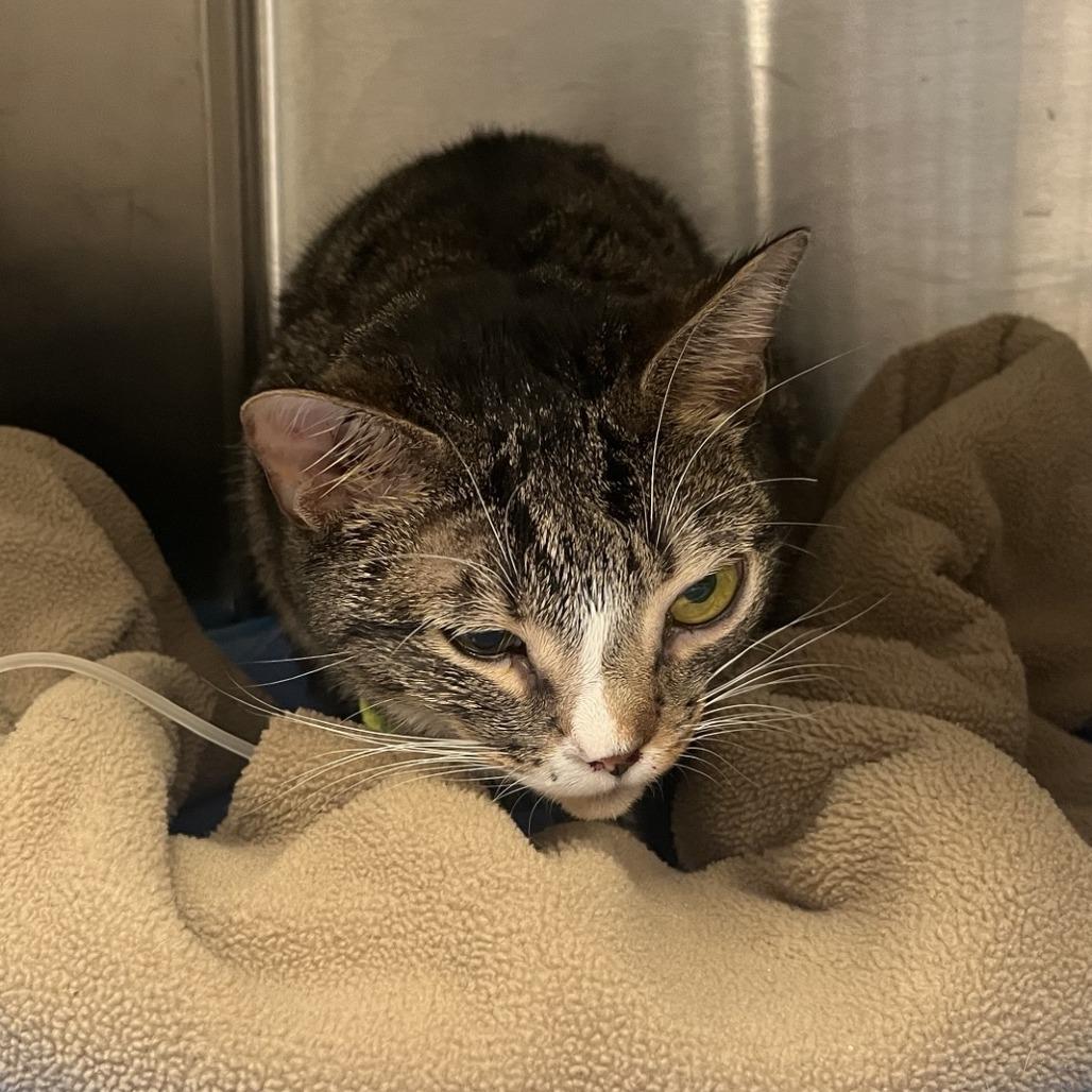 Mike, a Adoptable Domestic Short Hair in Brooklyn, NY image 3/3