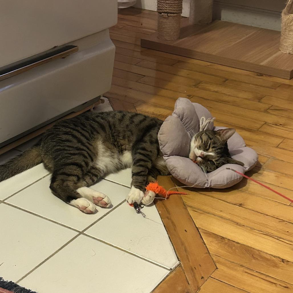 Enlarge Mike, a Adoptable Domestic Short Hair in Brooklyn, NY image 4/6