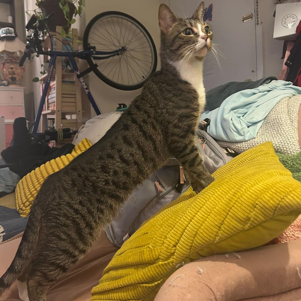 Enlarge Mike, a Adoptable Domestic Short Hair in Brooklyn, NY image 5/6