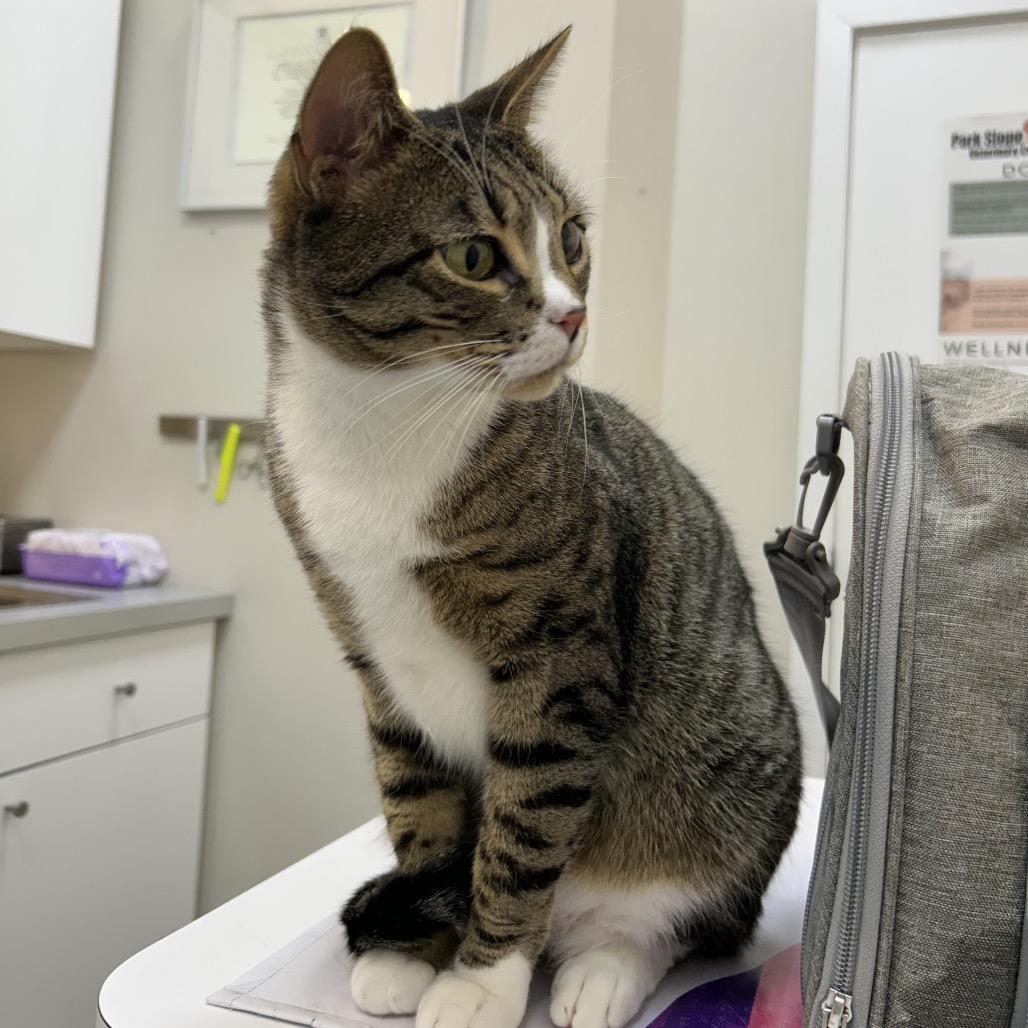 Enlarge Mike, a Adoptable Domestic Short Hair in Brooklyn, NY image 5/6