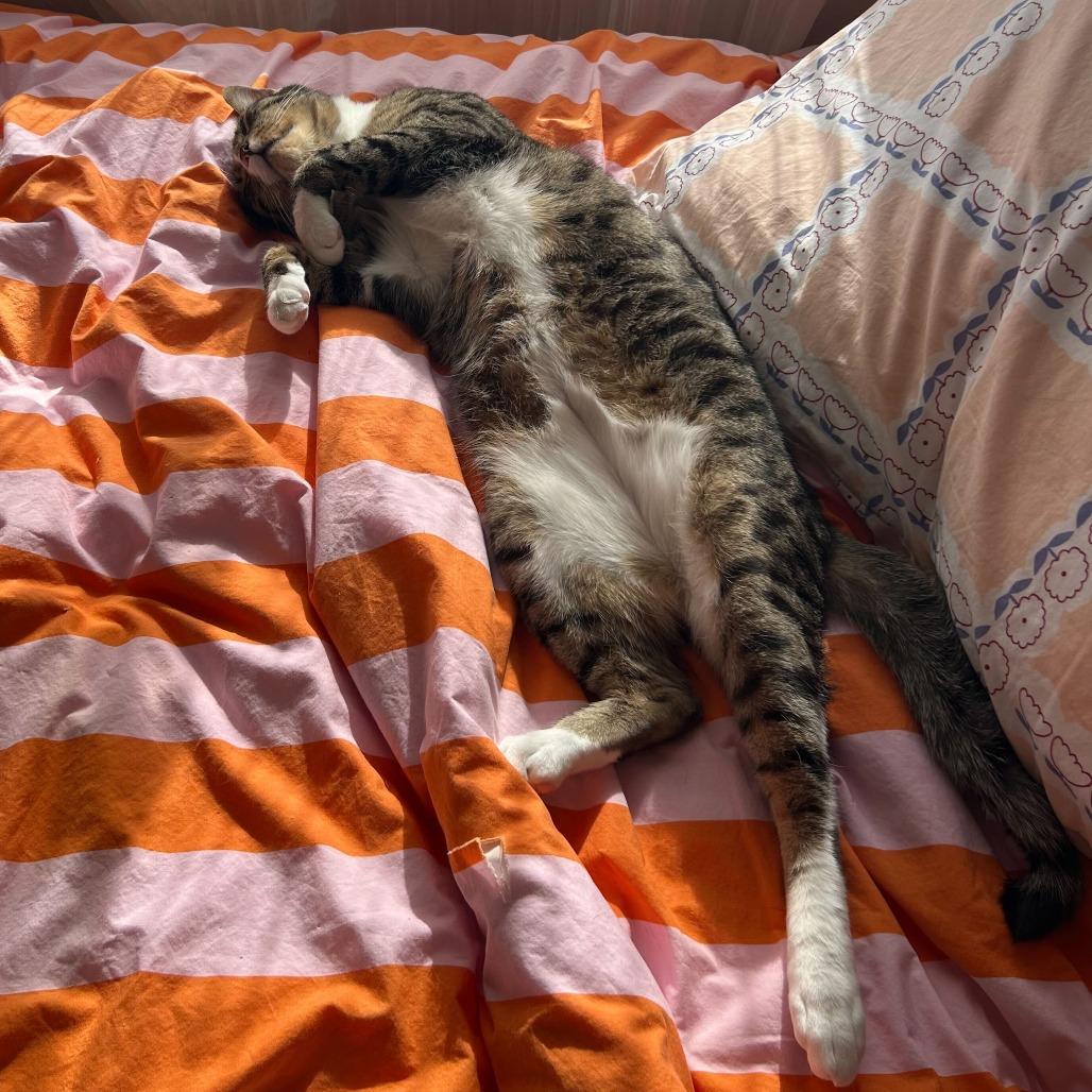 Enlarge Mike, a Adoptable Domestic Short Hair in Brooklyn, NY image 6/6