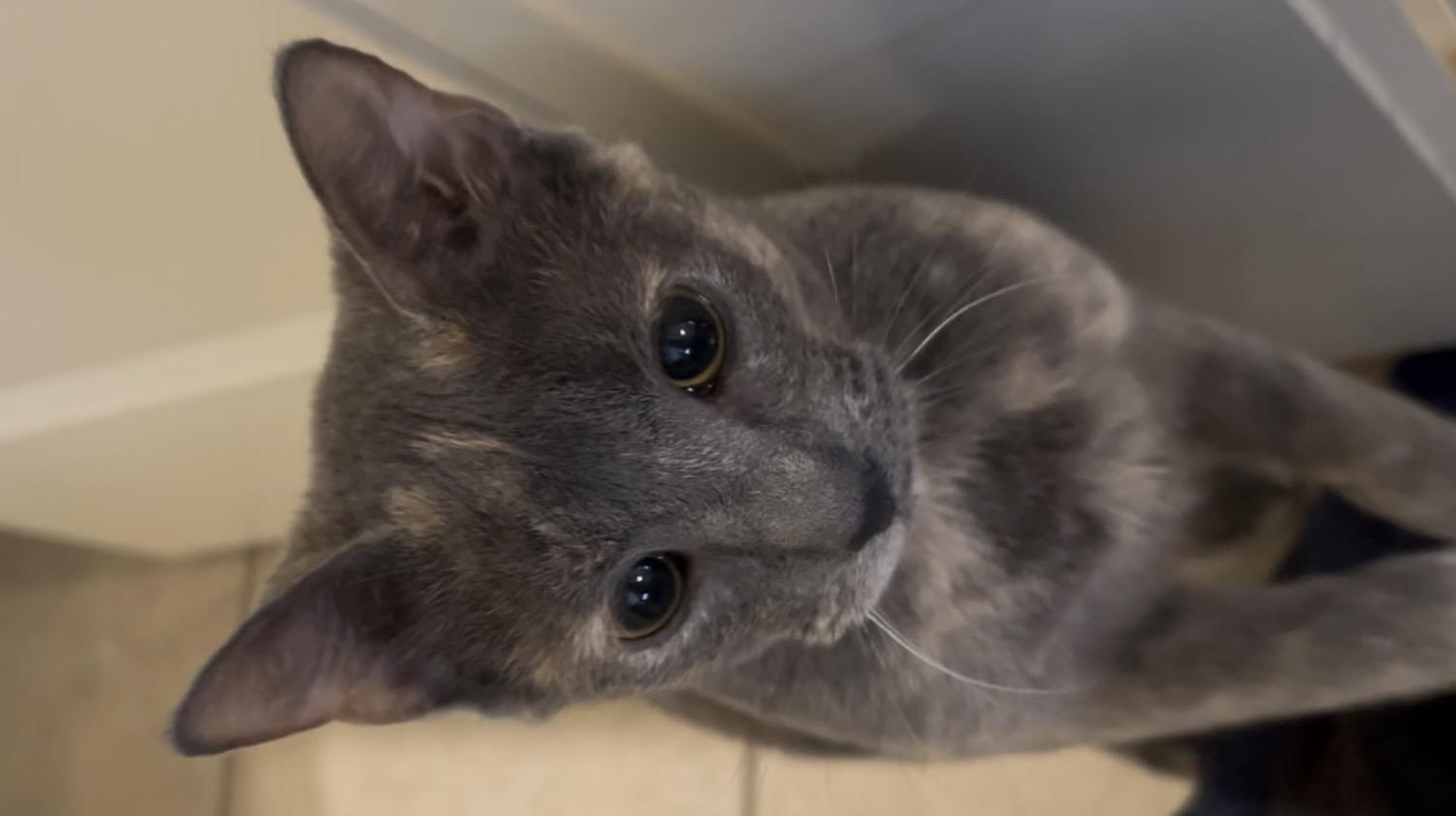 Enlarge Jinx & Ash (Bonded Pair M/F), an adopted Domestic Short Hair in Roachdale, IN image 2/4