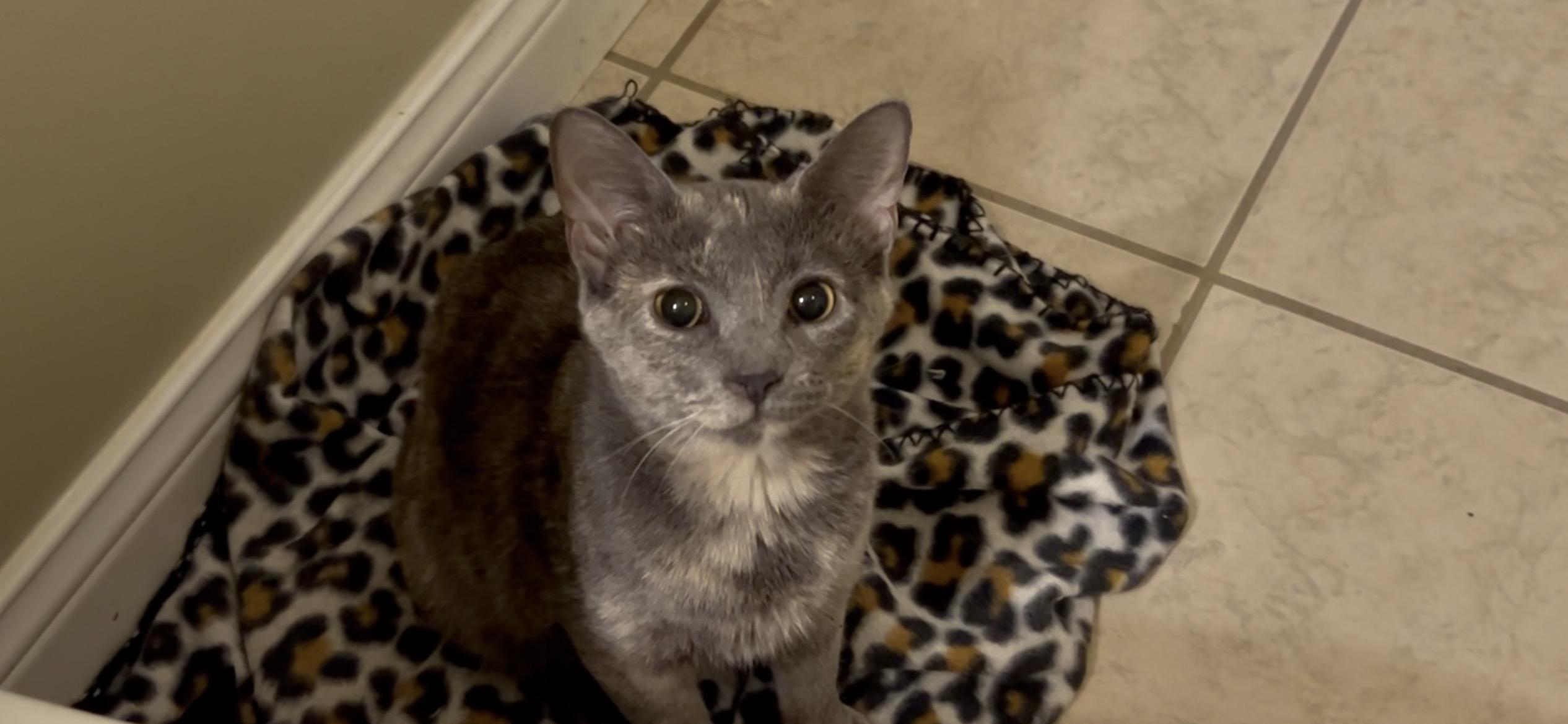 Enlarge Jinx & Ash (Bonded Pair M/F), an adopted Domestic Short Hair in Roachdale, IN image 4/4