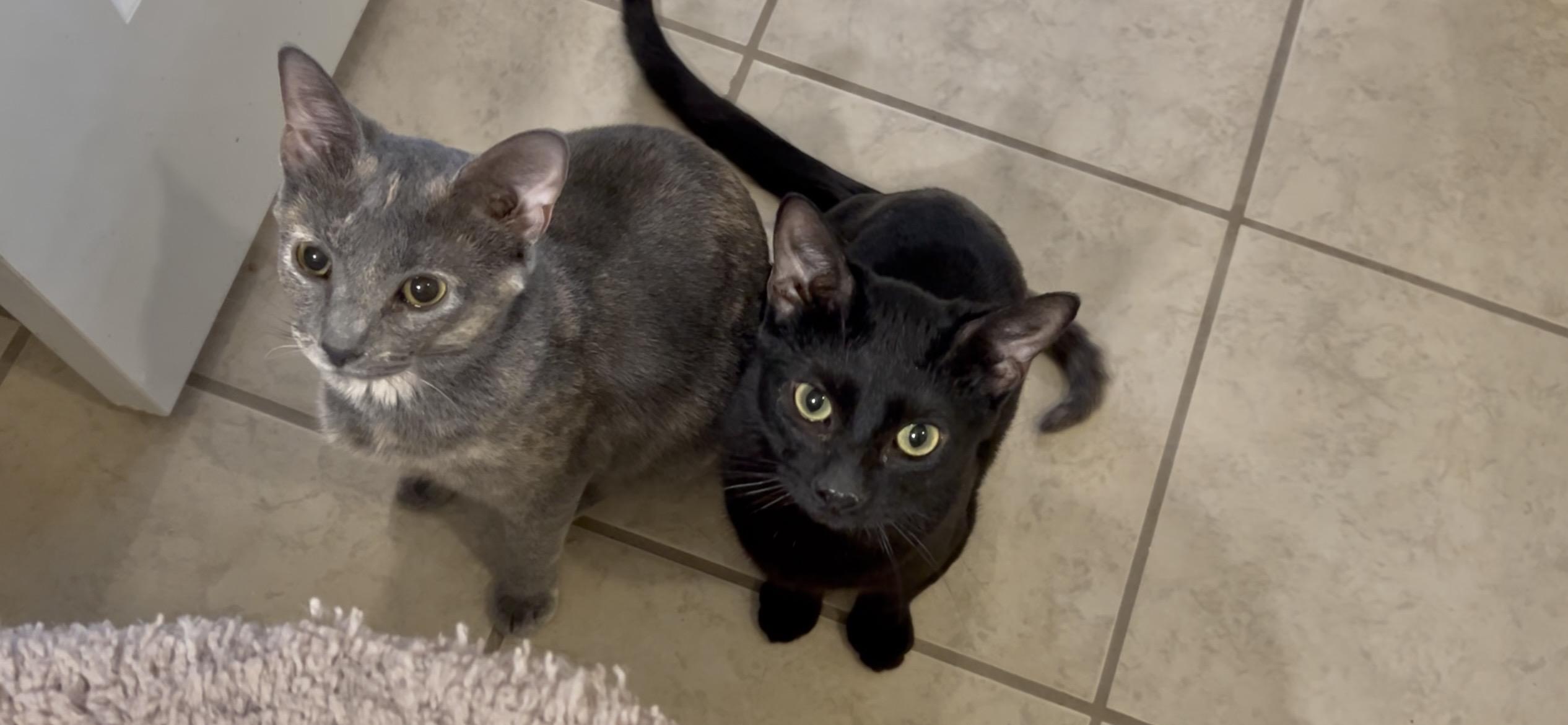 Enlarge Jinx & Ash (Bonded Pair M/F), an adopted Domestic Short Hair in Roachdale, IN image 3/4