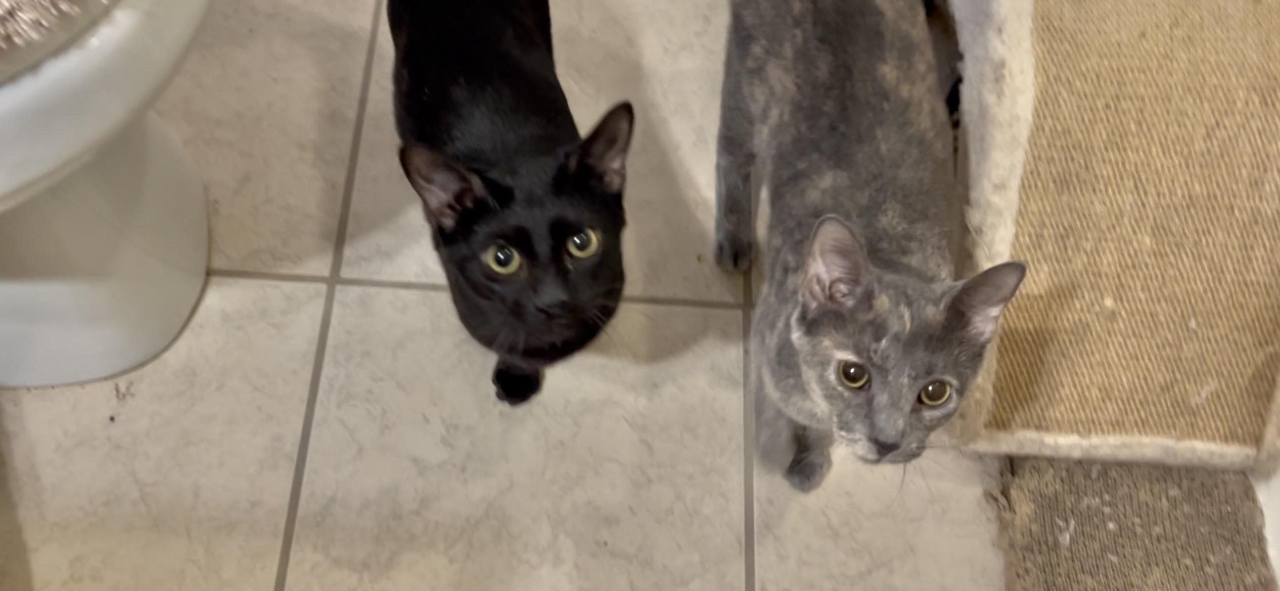 Enlarge Jinx & Ash (Bonded Pair M/F), an adopted Domestic Short Hair in Roachdale, IN image 1/4