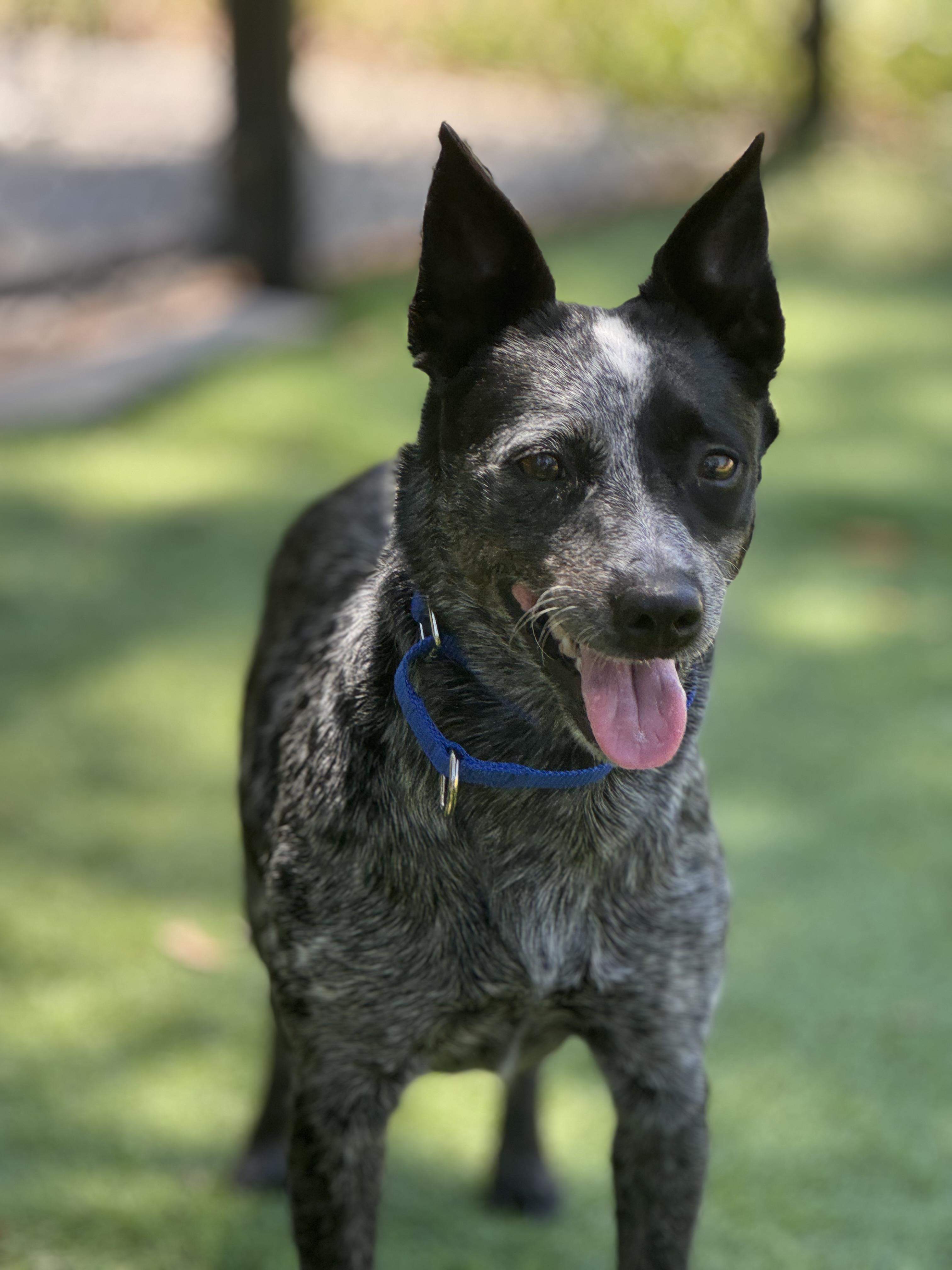 Monique, adopted, Adult Female Australian Cattle Dog / Blue Heeler.