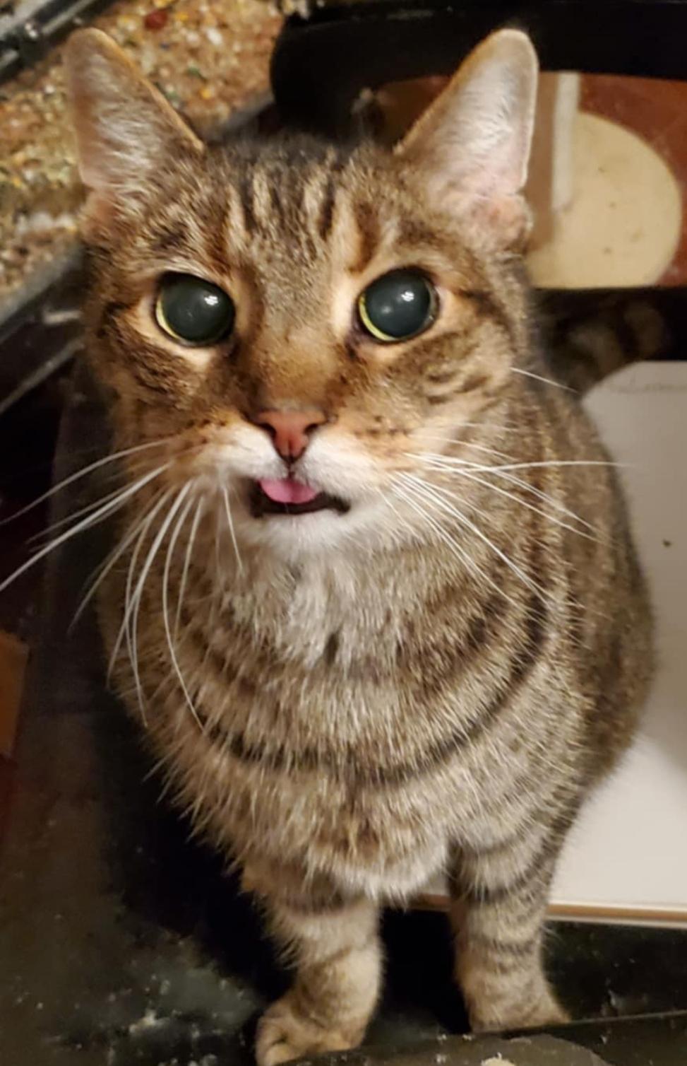 Lucky Boy, Senior Male Bengal