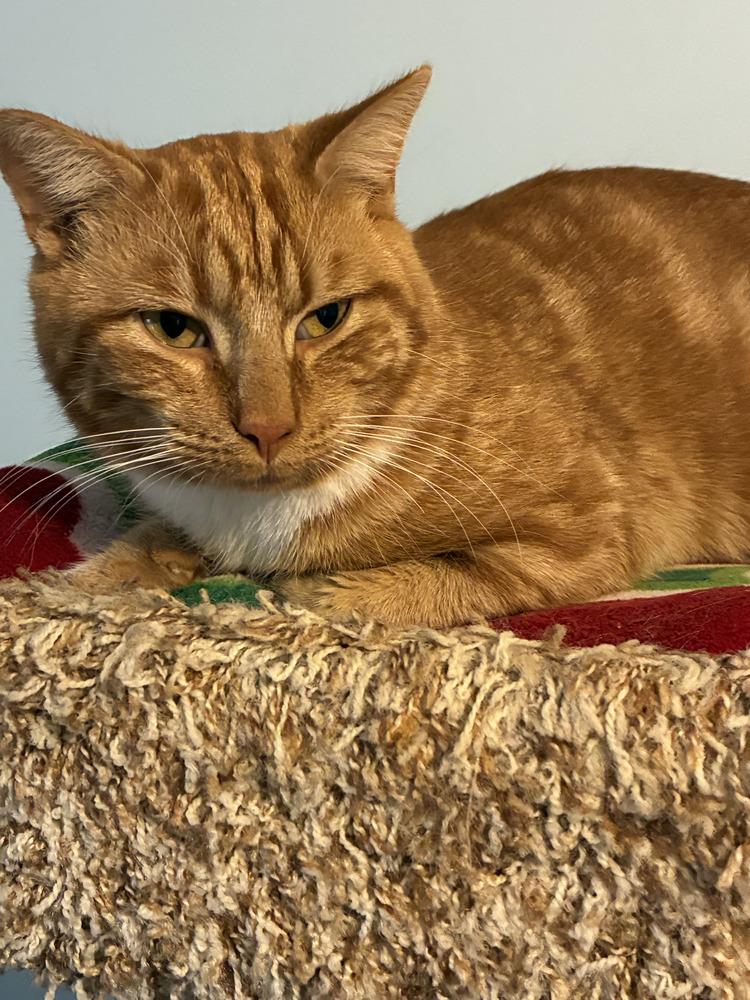 O'Malley, Adoptable, Adult Male Domestic Short Hair.