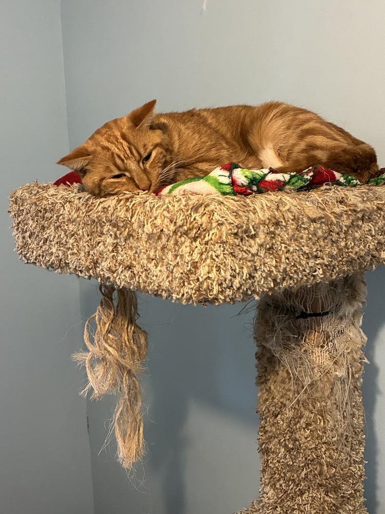 Enlarge O'Malley, a Adoptable Domestic Short Hair in Henrico, VA image 2/4