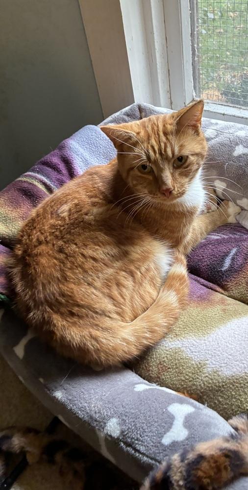 Enlarge O'Malley, a Adoptable Domestic Short Hair in Henrico, VA image 3/4