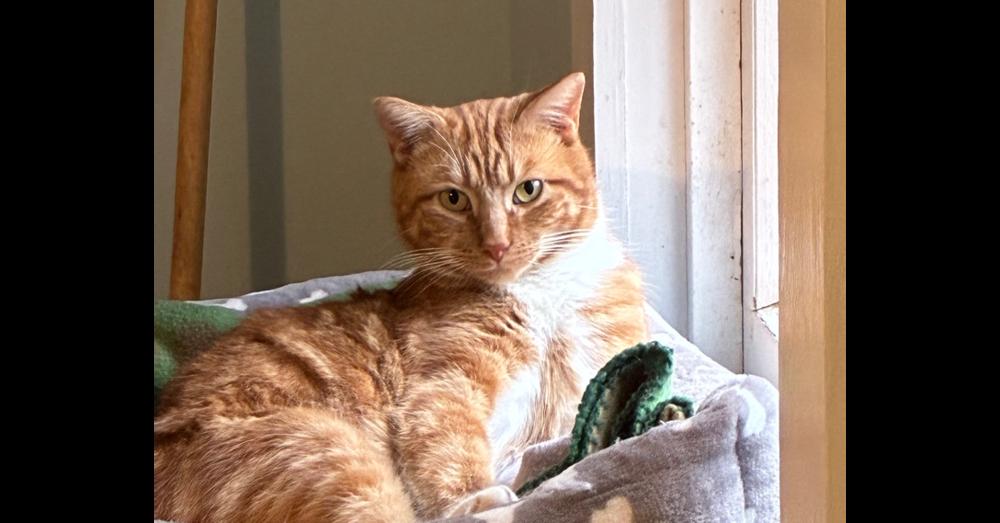 Enlarge O'Malley, a Adoptable Domestic Short Hair in Henrico, VA image 4/4