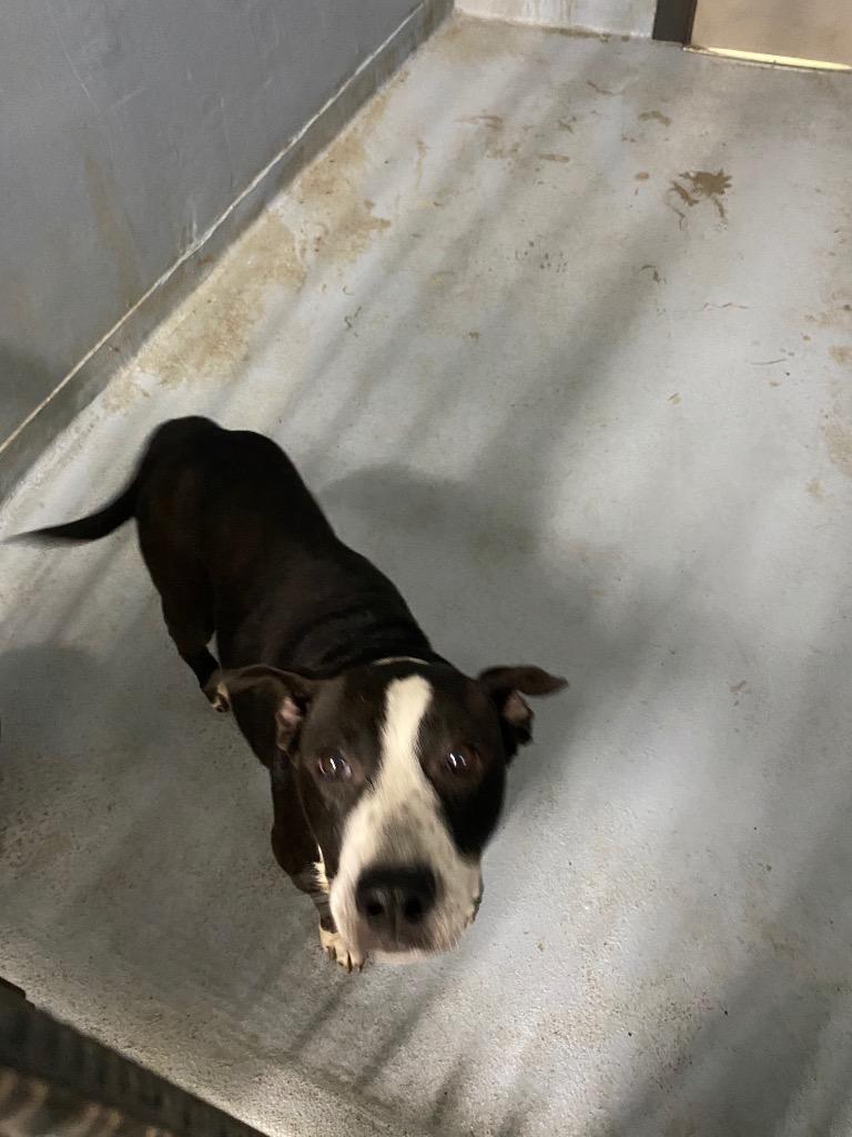 Enlarge Harriette, a Adoptable mixed breed in Cartersville , GA image 1/1