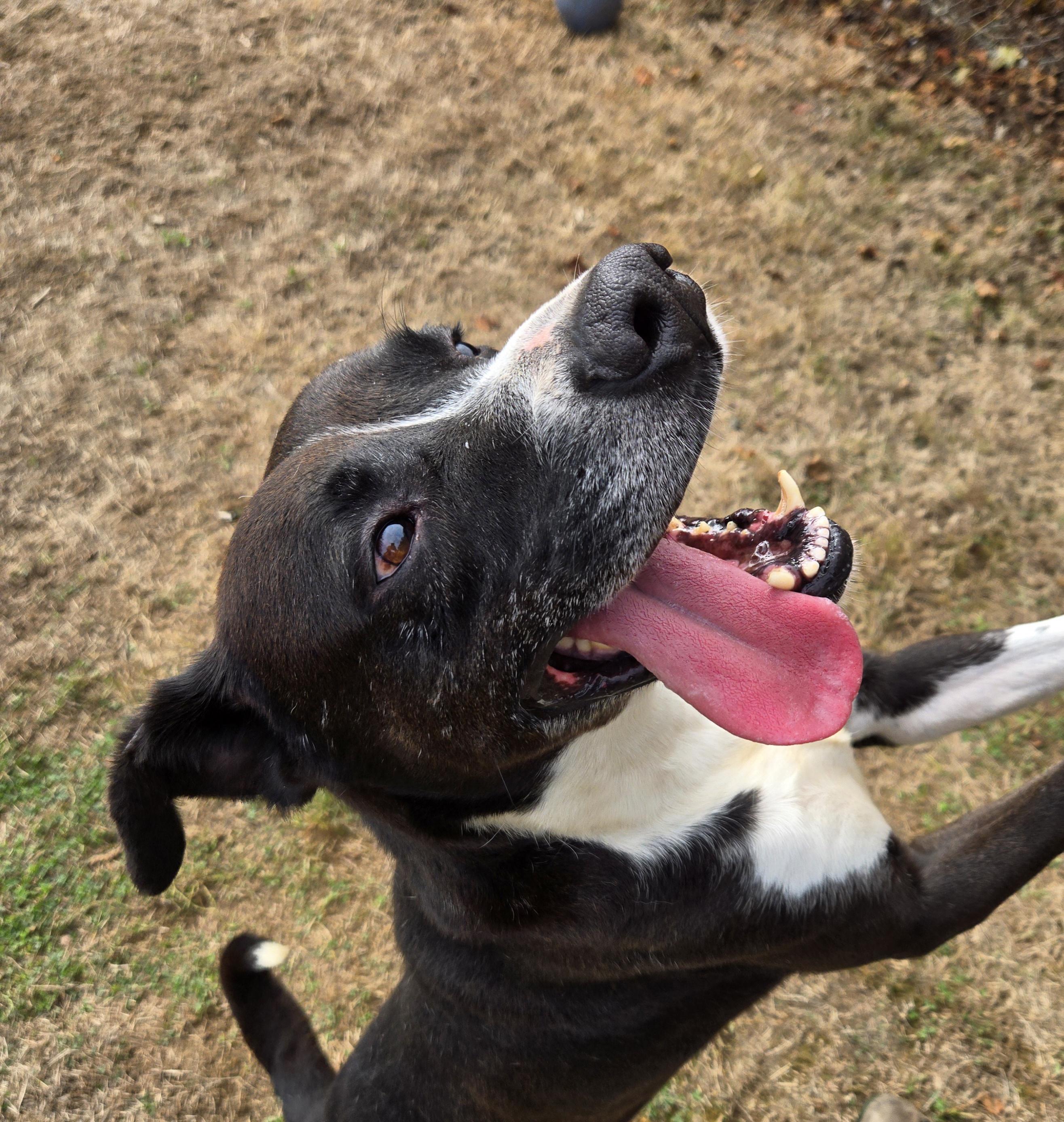 Enlarge Zeus, a Adoptable mixed breed in Xenia , OH image 6/6