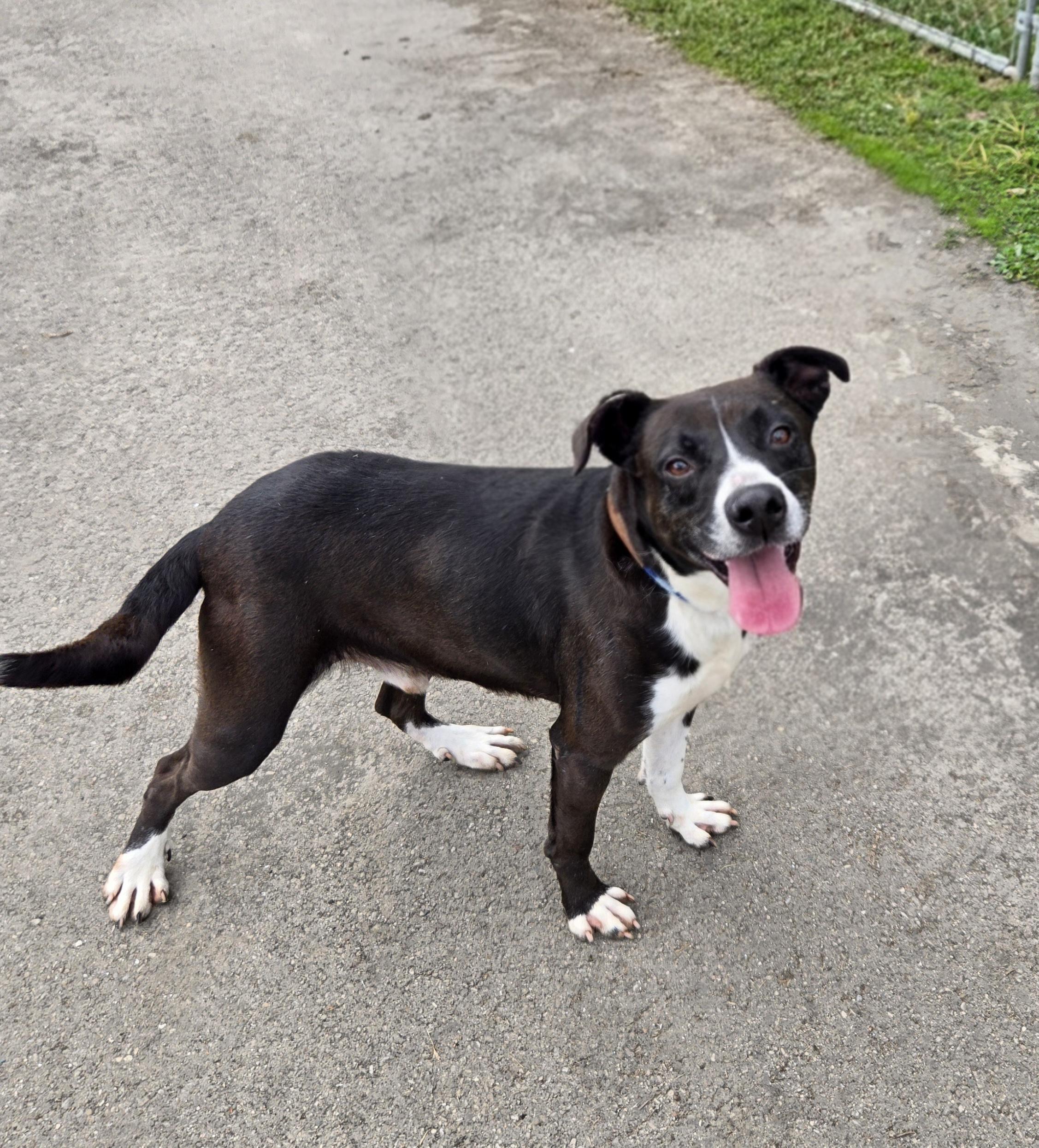 Enlarge Zeus, a Adoptable mixed breed in Xenia , OH image 5/6