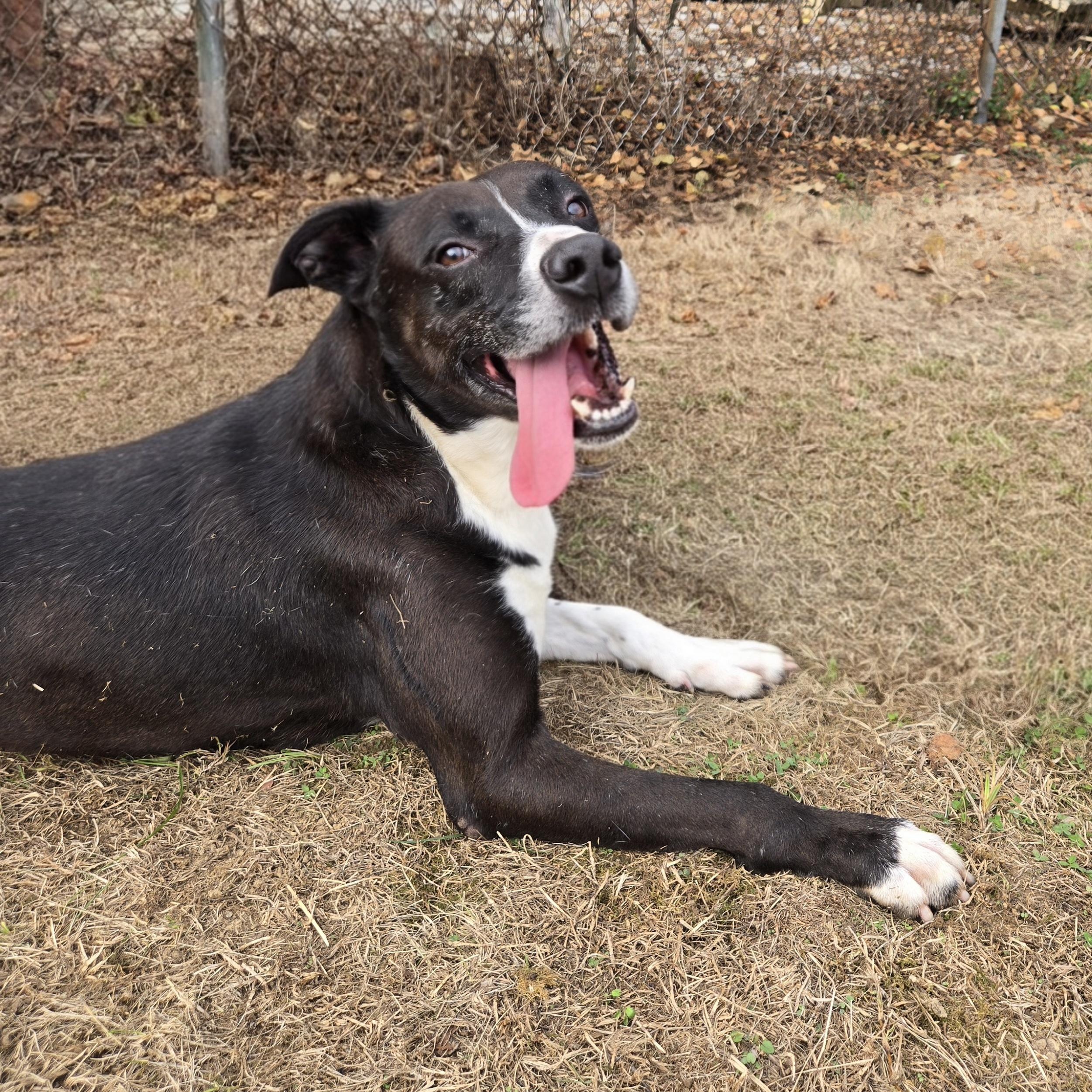 Zeus, Adoptable, Adult Male Terrier & American Bully.