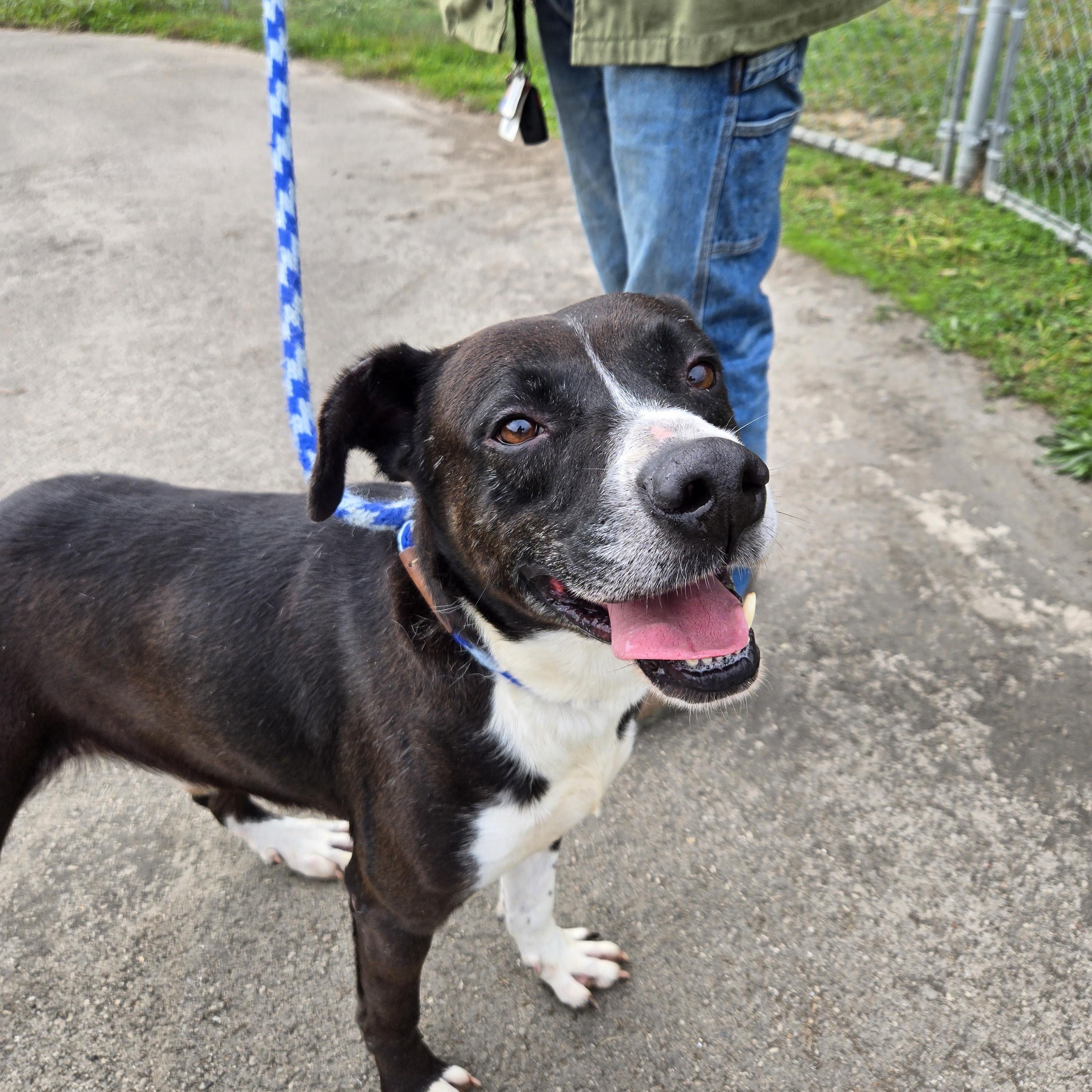 Enlarge Zeus, a Adoptable mixed breed in Xenia , OH image 4/6