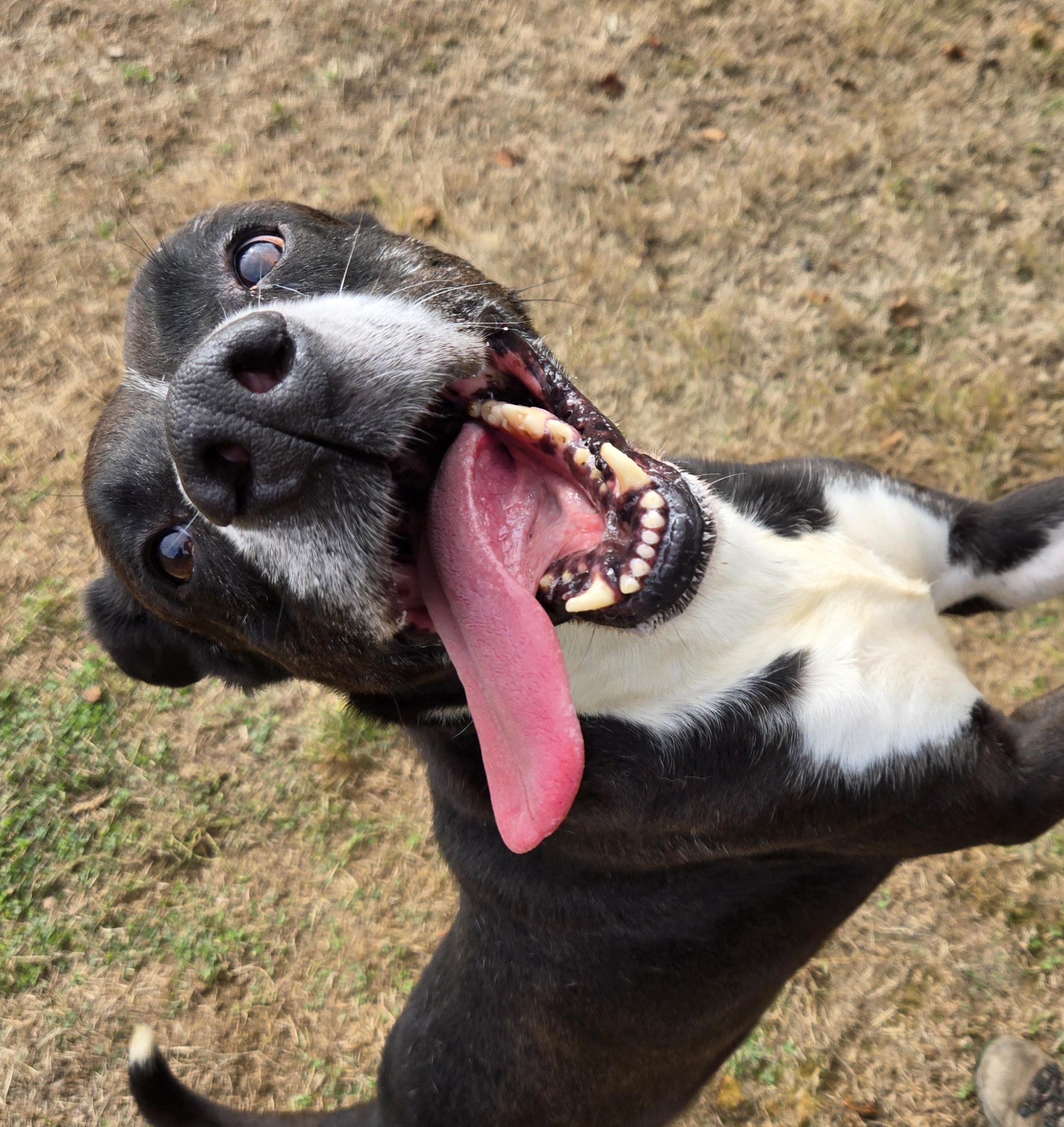 Enlarge Zeus, a Adoptable mixed breed in Xenia , OH image 2/6