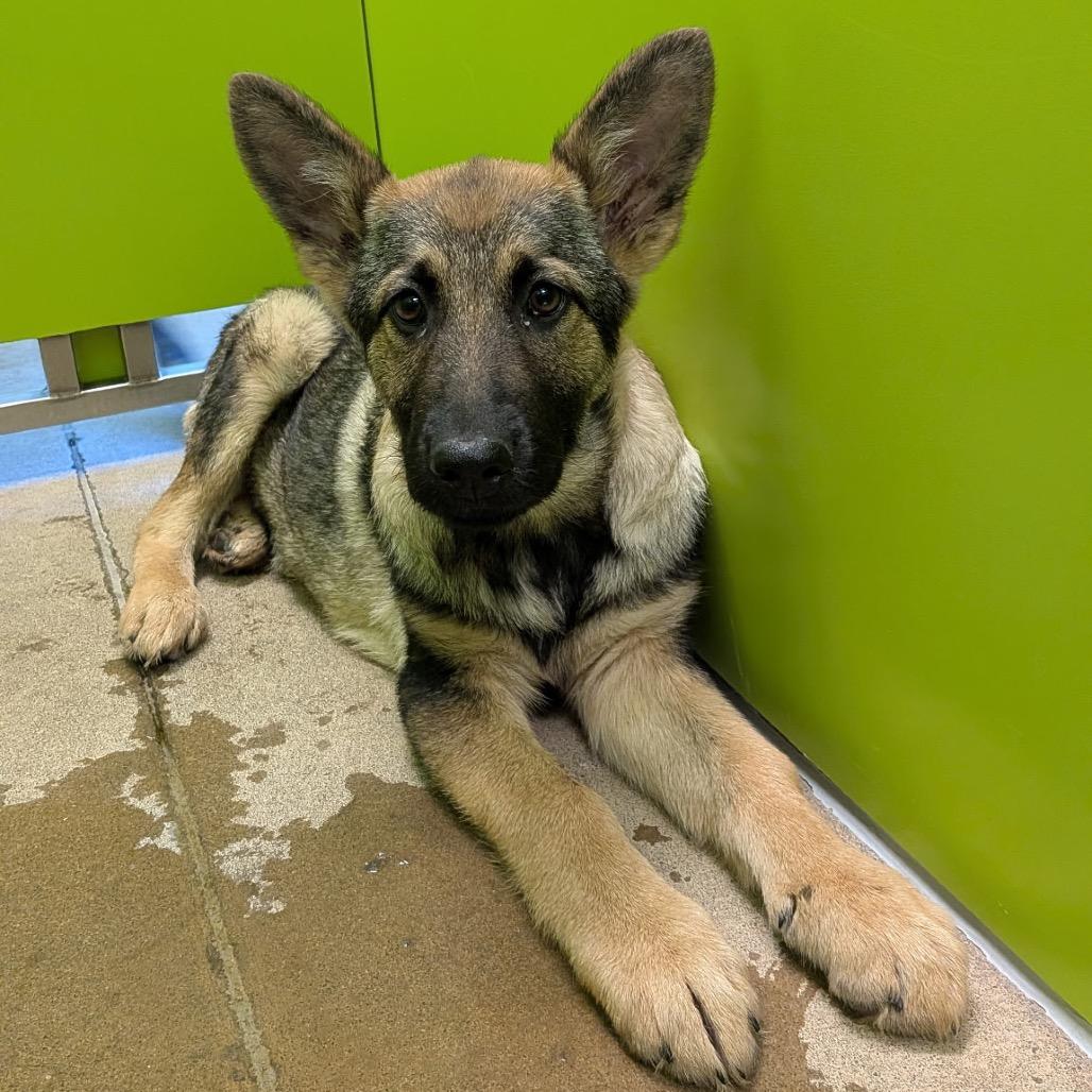 Charlie, Adoptable, Puppy Female Shepherd & Belgian Shepherd / Malinois.