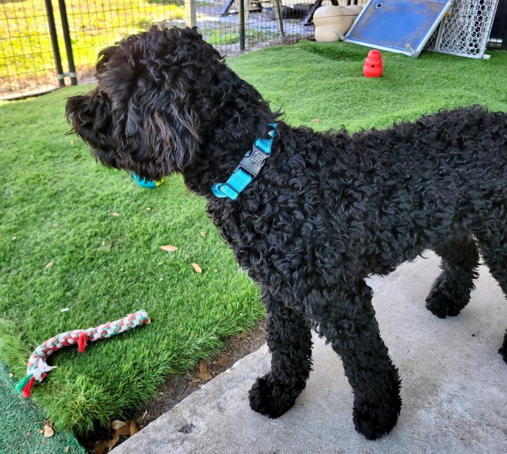 Leo - 6 mo old Doodle!, Adoptable, Young Male Golden Retriever & Poodle.