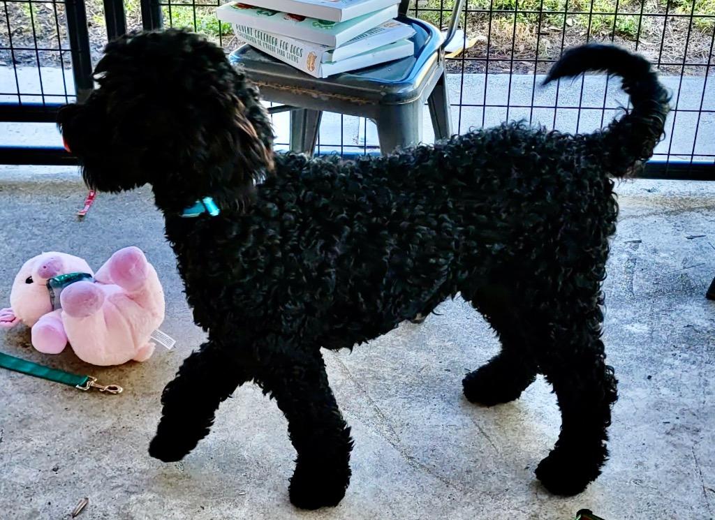 Enlarge Leo - 6 mo old Doodle!, a Adoptable mixed breed in Fort Myers, FL image 2/3