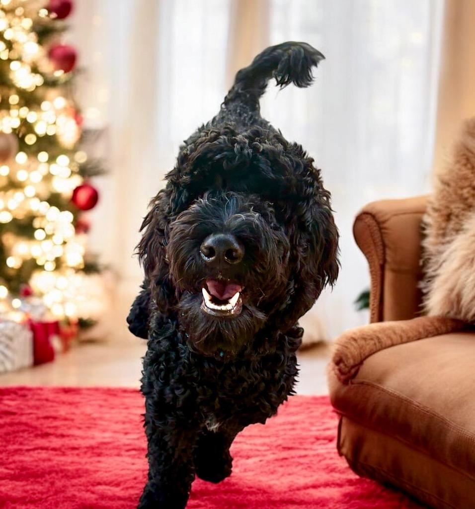 Enlarge Leo - 6 mo old Doodle!, a Adoptable mixed breed in Fort Myers, FL image 3/3