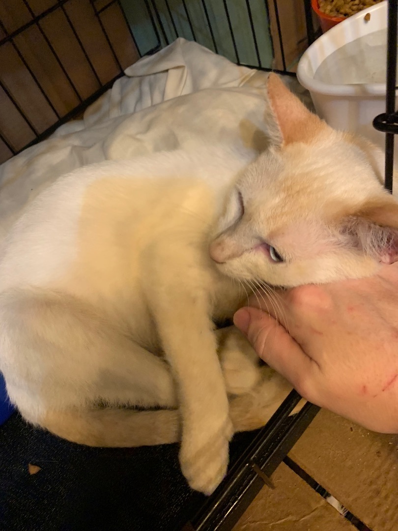 Phoenix, Adult Male Siamese