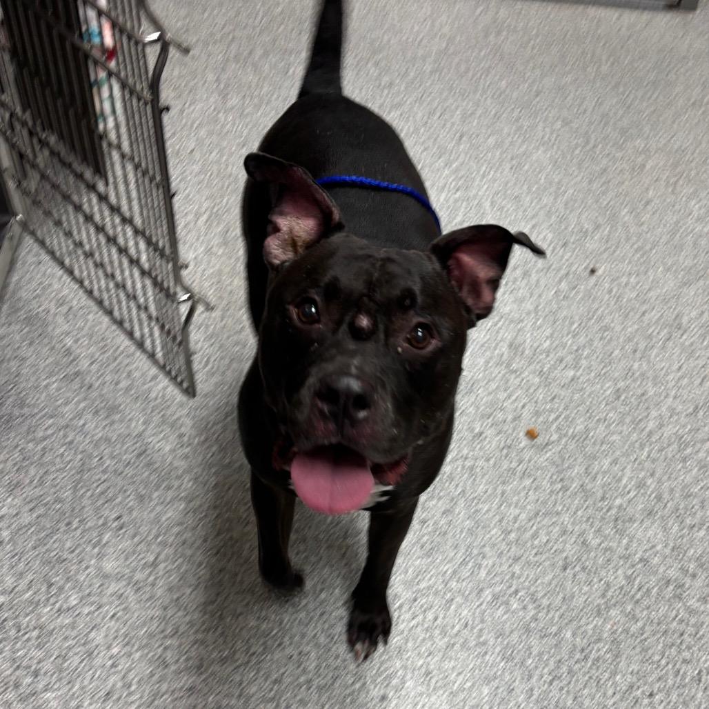 Crouton, Adoptable, Adult Male American Staffordshire Terrier.