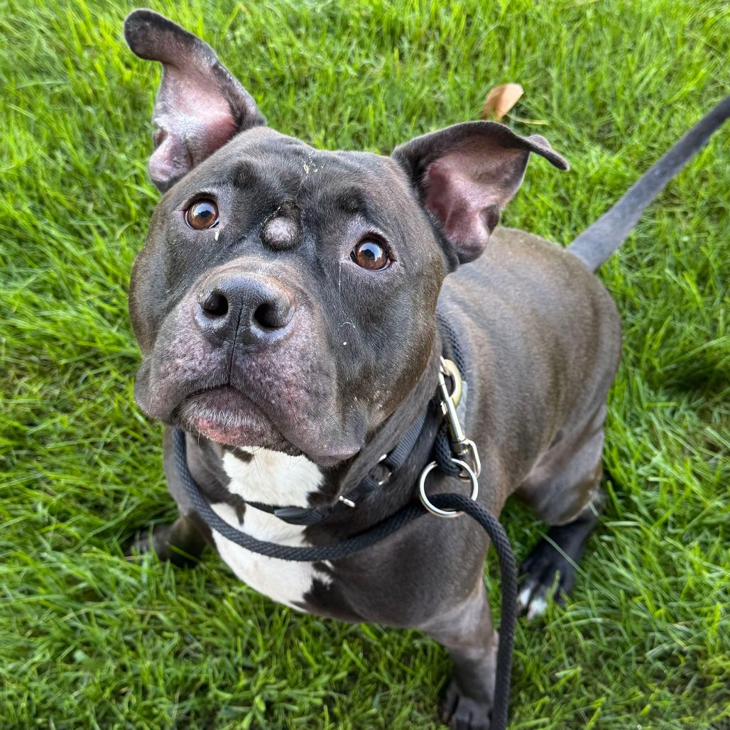 Enlarge Crouton, a Adoptable American Staffordshire Terrier in Grand Rapids, MI image 2/2