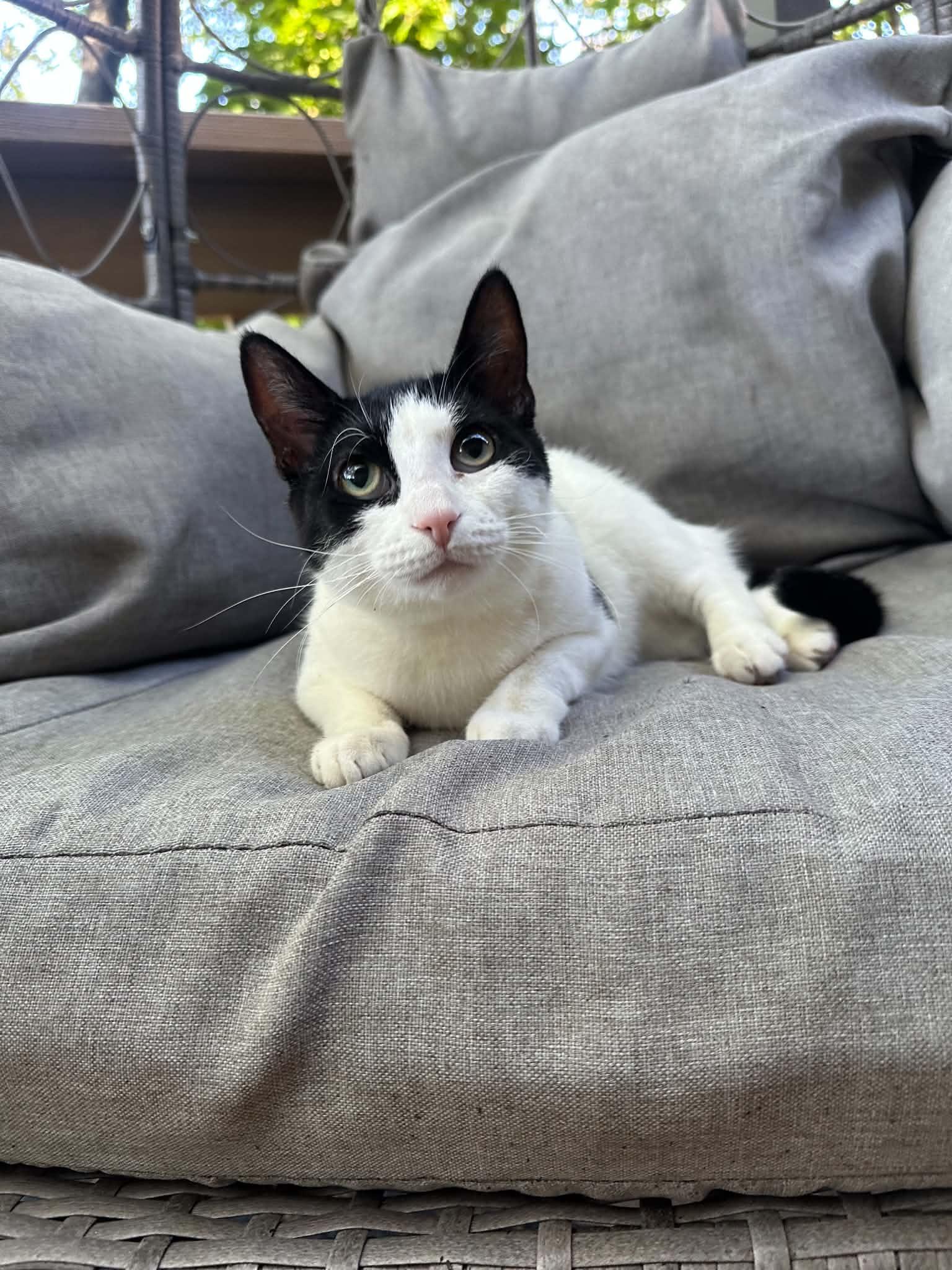 Marnie, Adoptable, Young Female Domestic Short Hair.