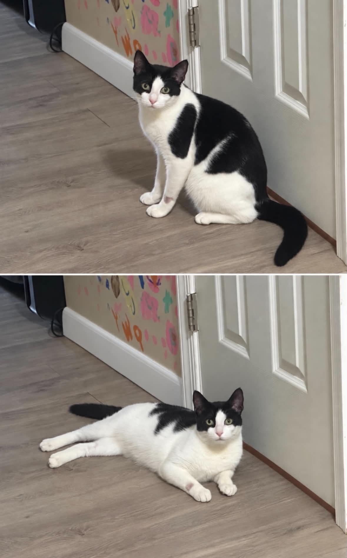 Enlarge Marnie, a Adoptable Domestic Short Hair in Manchester, MD image 3/3