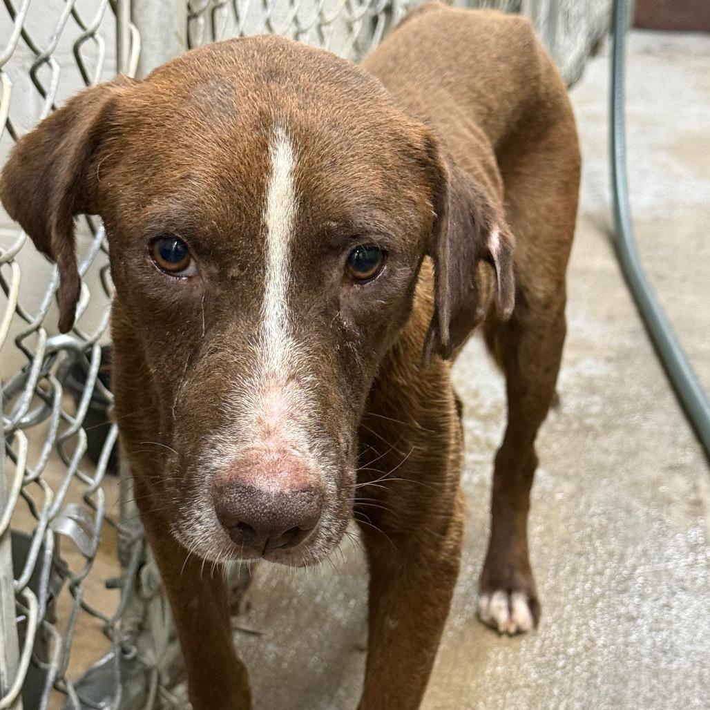 Enlarge rocky, a Adoptable Mixed Breed in Millen, GA image 1/1