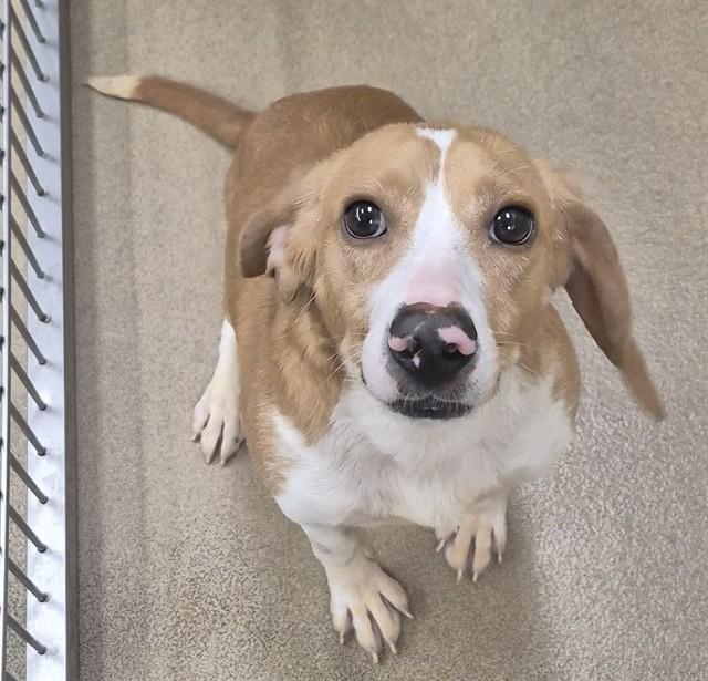 SID THE SLOTH, Adoptable, Adult Male Beagle.