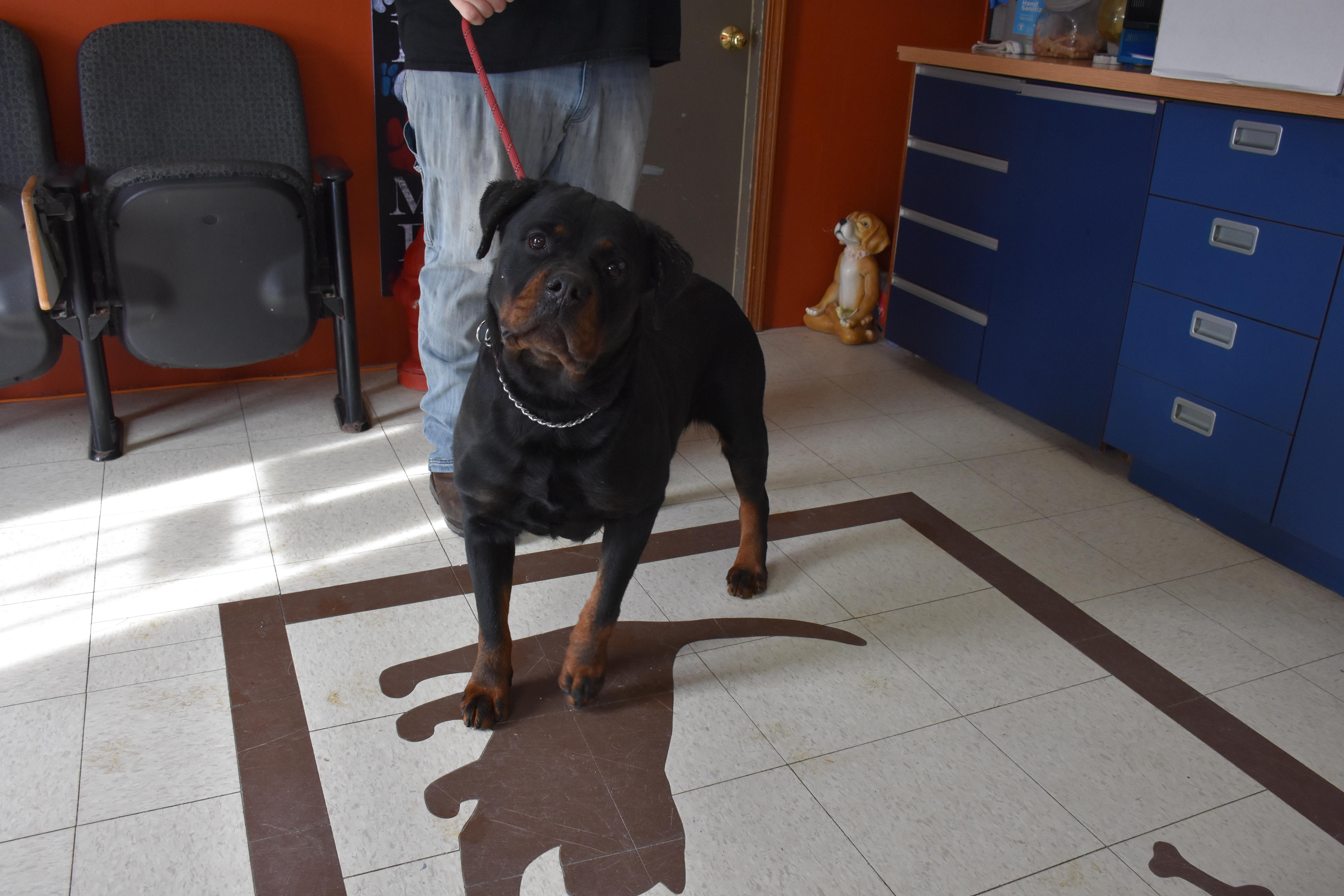 Fonnie, a ADOPTABLE Rottweiler in North Judson, IN image 2/2