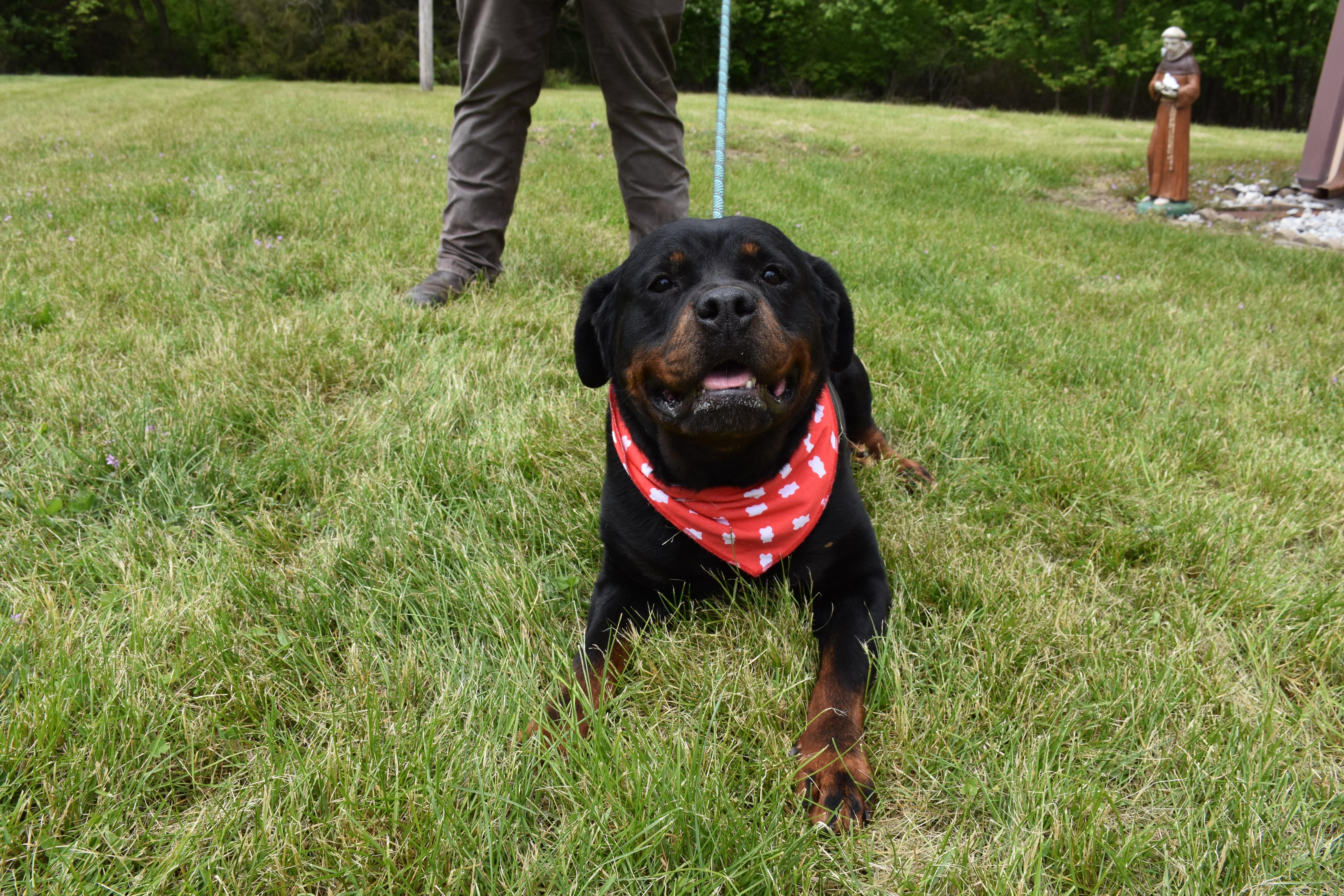 Fonnie, a ADOPTABLE Rottweiler in North Judson, IN image 1/3