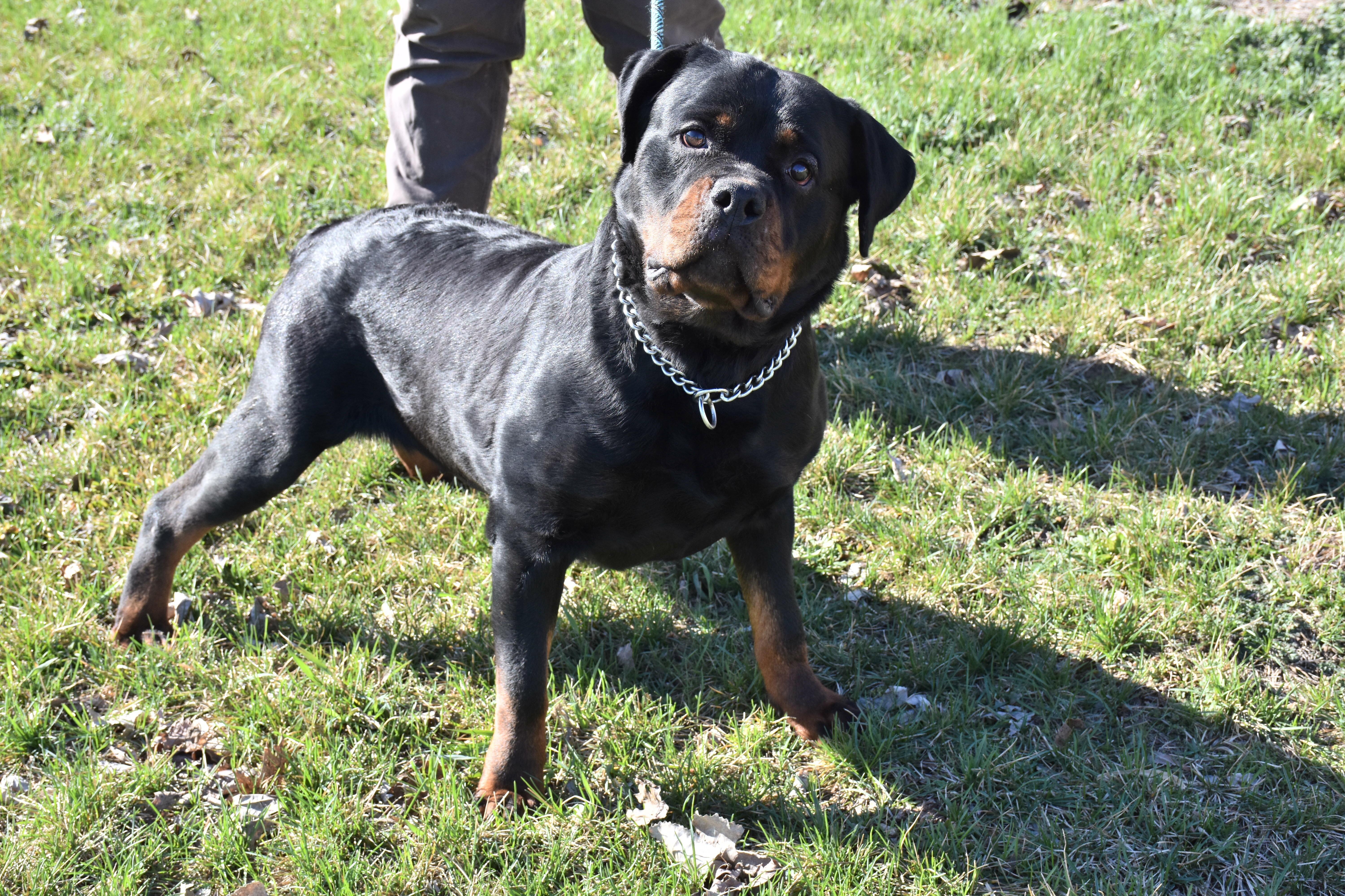 Fonnie, ADOPTABLE, Adult Female Rottweiler.