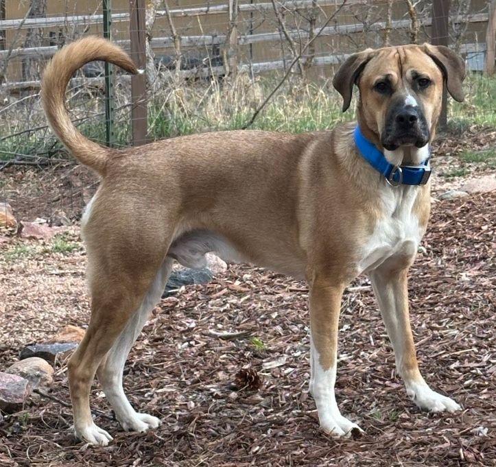 Enlarge Rooster, a Adoptable mixed breed in Larkspur, CO image 1/4