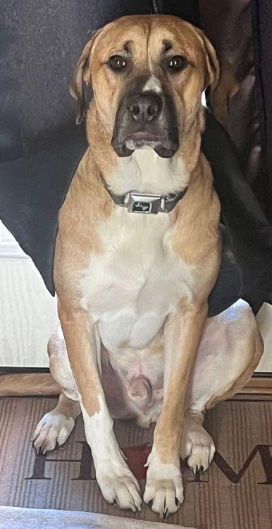 Enlarge Rooster, a Adoptable mixed breed in Larkspur, CO image 2/4