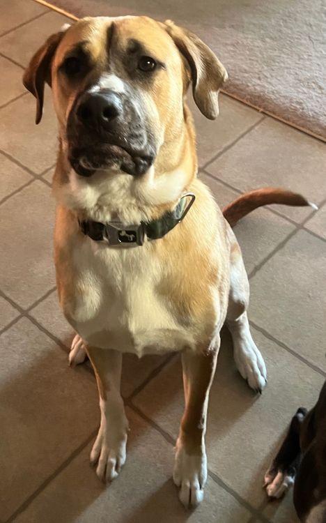 Enlarge Rooster, a Adoptable mixed breed in Larkspur, CO image 3/4