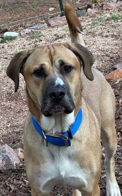 Enlarge Rooster, a Adoptable mixed breed in Larkspur, CO image 4/4