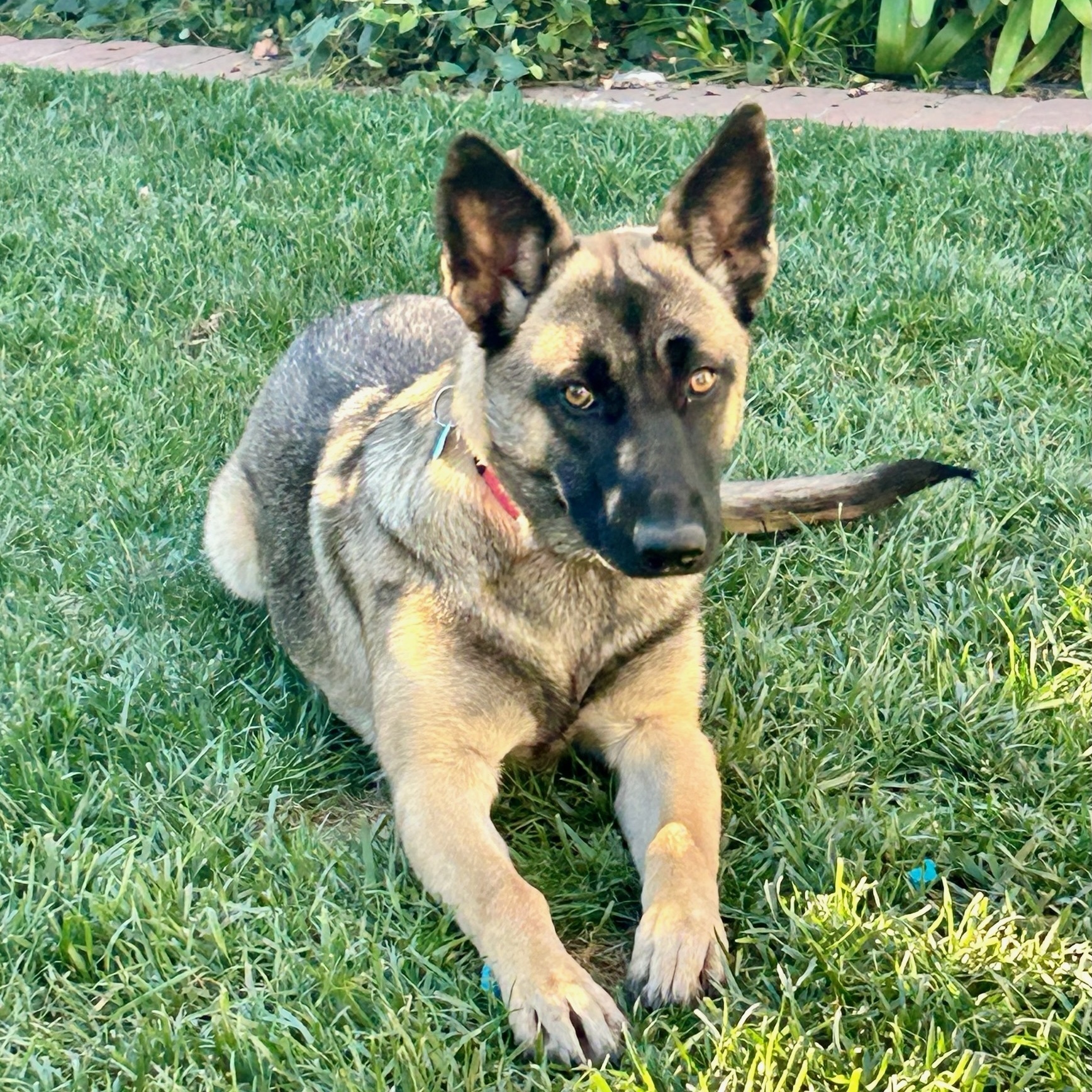 Honey *Courtesy Post*, Young Female Belgian Shepherd / Malinois