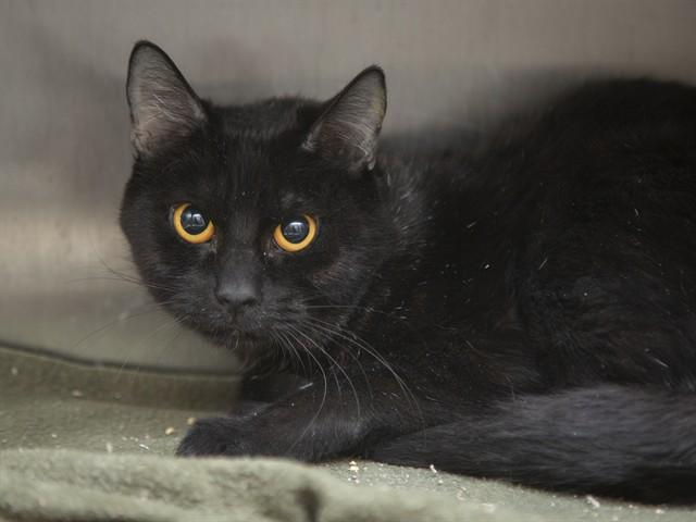 GENIE, Adoptable, Adult Female Domestic Short Hair.
