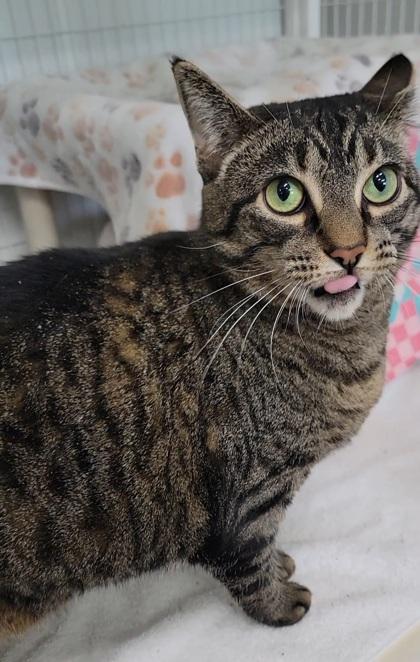 Enlarge Shica, a Adoptable mixed breed in Elmira, NY image 2/2