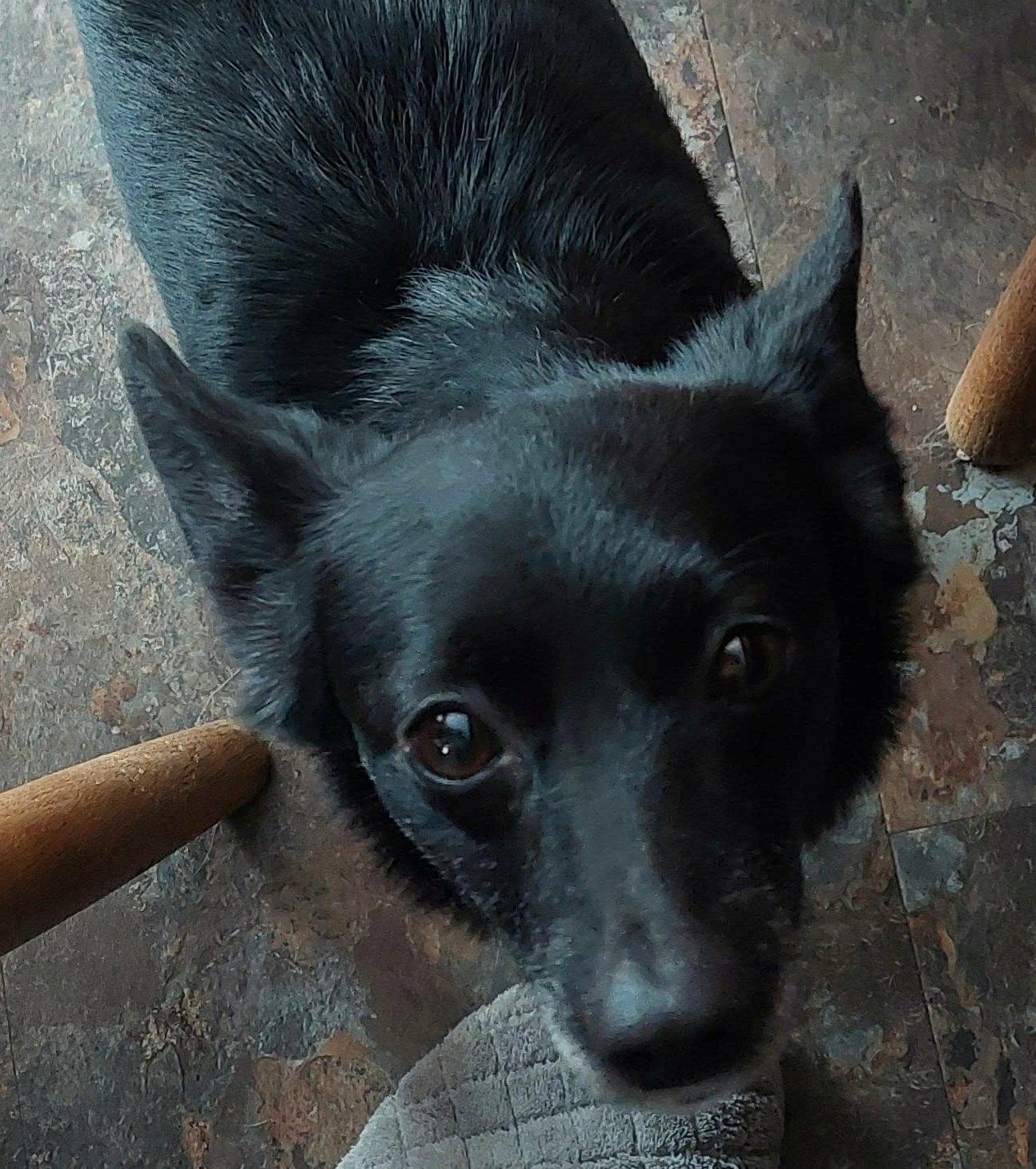 Enlarge Lilly, an adopted mixed breed in Conesus, NY image 4/5