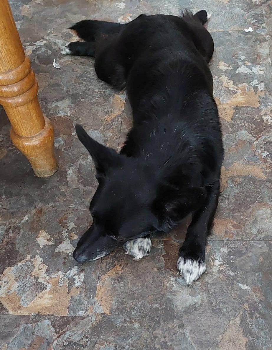 Enlarge Lilly, an adopted mixed breed in Conesus, NY image 3/5