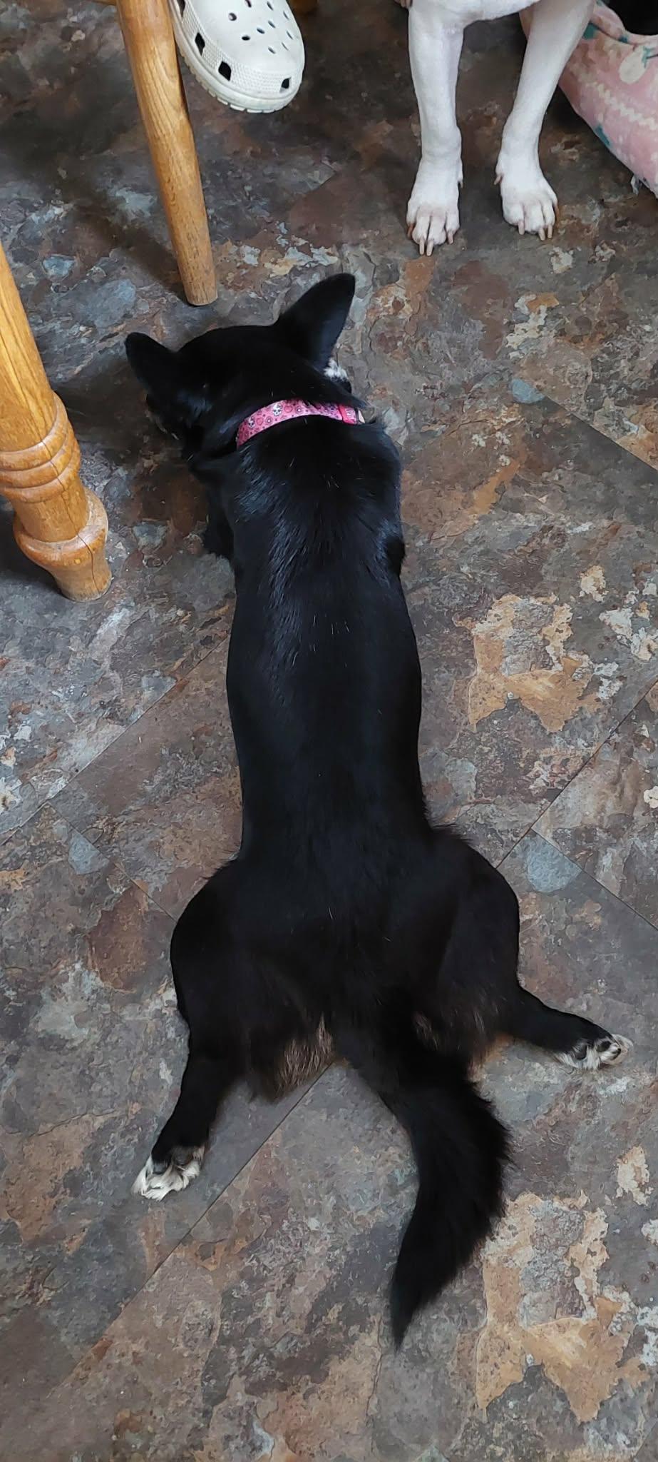 Enlarge Lilly, an adopted mixed breed in Conesus, NY image 5/5